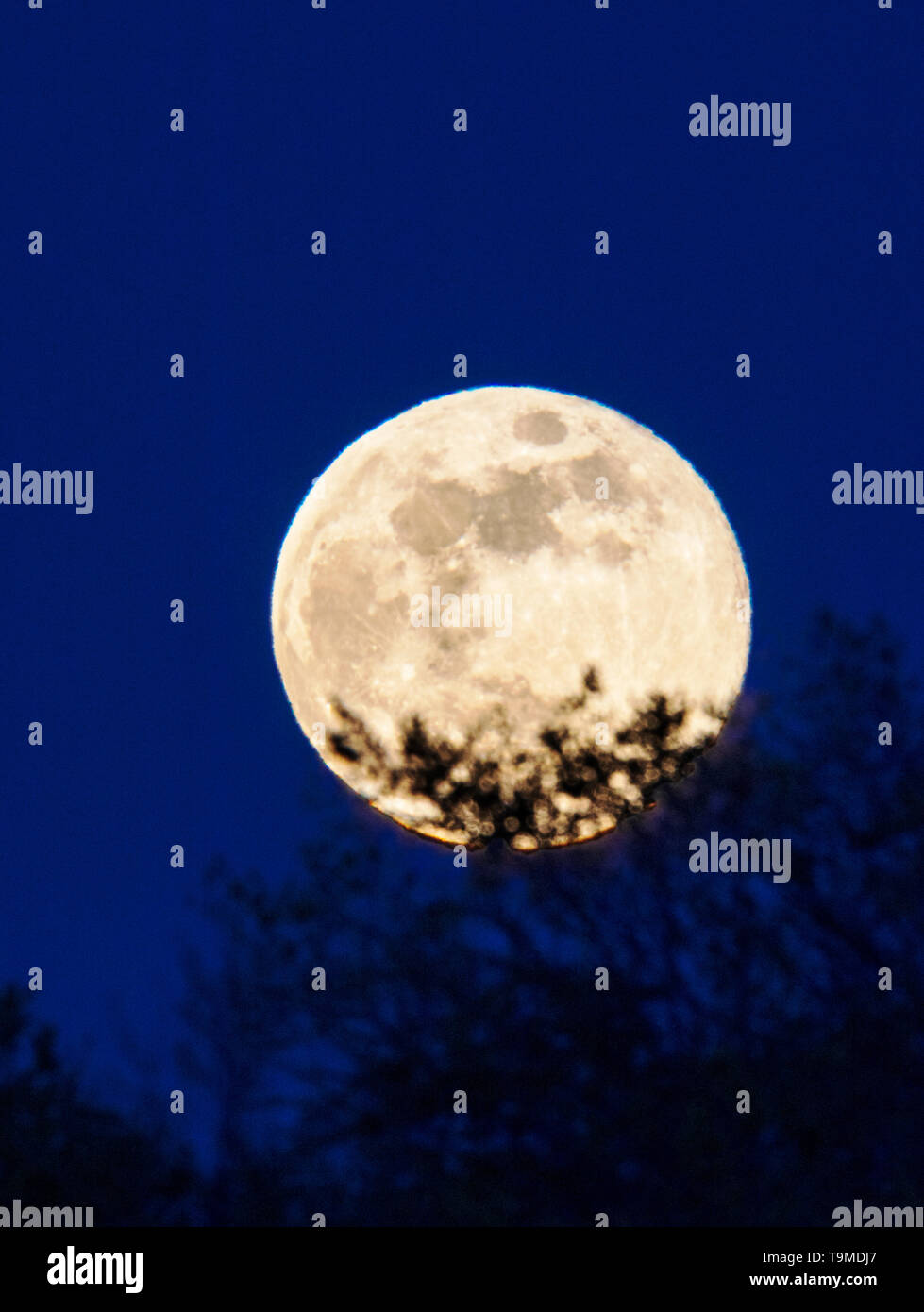 Pieno Fiore luna su montagne rocciose, Salida, Colorado, STATI UNITI D'AMERICA Foto Stock