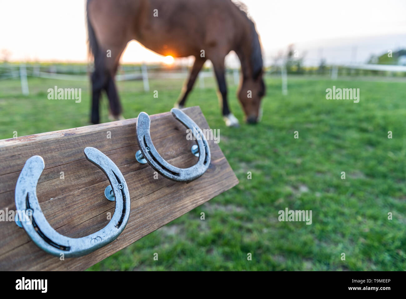 Cavallo senza ferri di cavallo nel paddock durante il tramonto. Ferri di cavallo 4 montato su una tavola di legno potrebbe essere usato come decorazione della casa. Foto Stock
