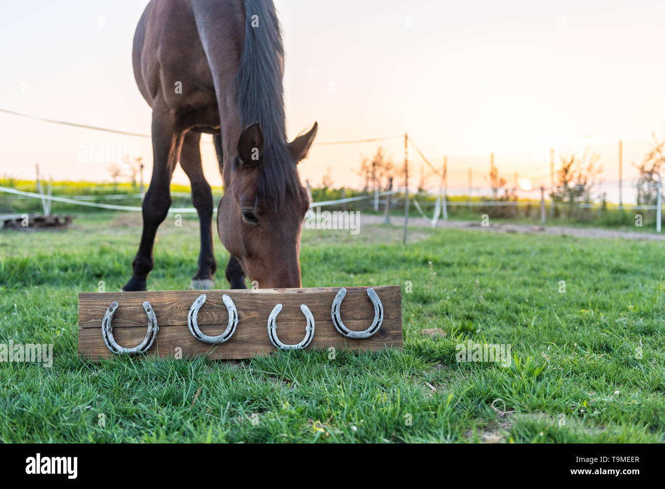 Cavallo senza ferri di cavallo nel paddock durante il tramonto. Ferri di cavallo 4 montato su una tavola di legno potrebbe essere usato come decorazione della casa. Foto Stock