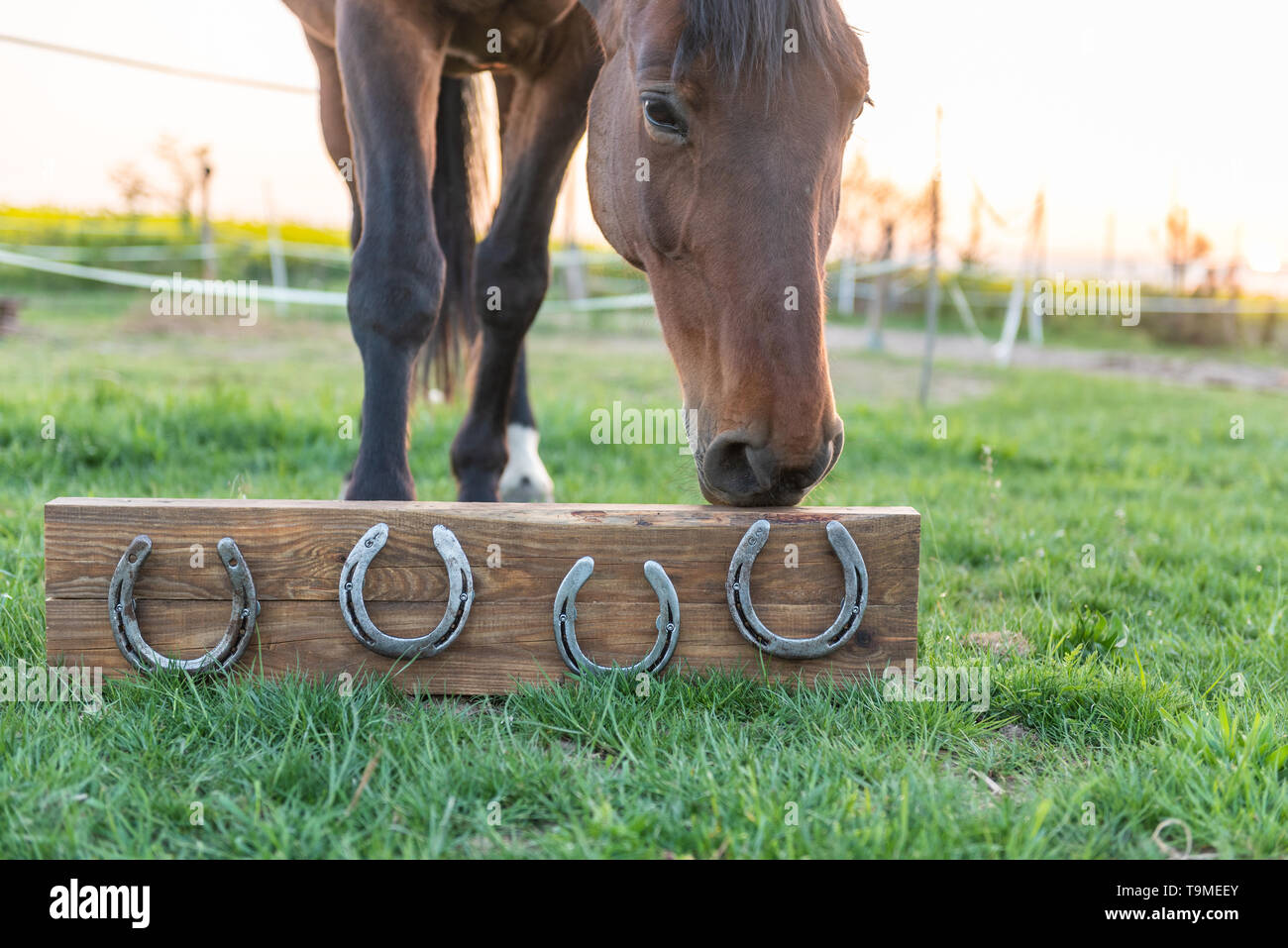 Cavallo senza ferri di cavallo nel paddock durante il tramonto. Ferri di cavallo 4 montato su una tavola di legno potrebbe essere usato come decorazione della casa. Foto Stock