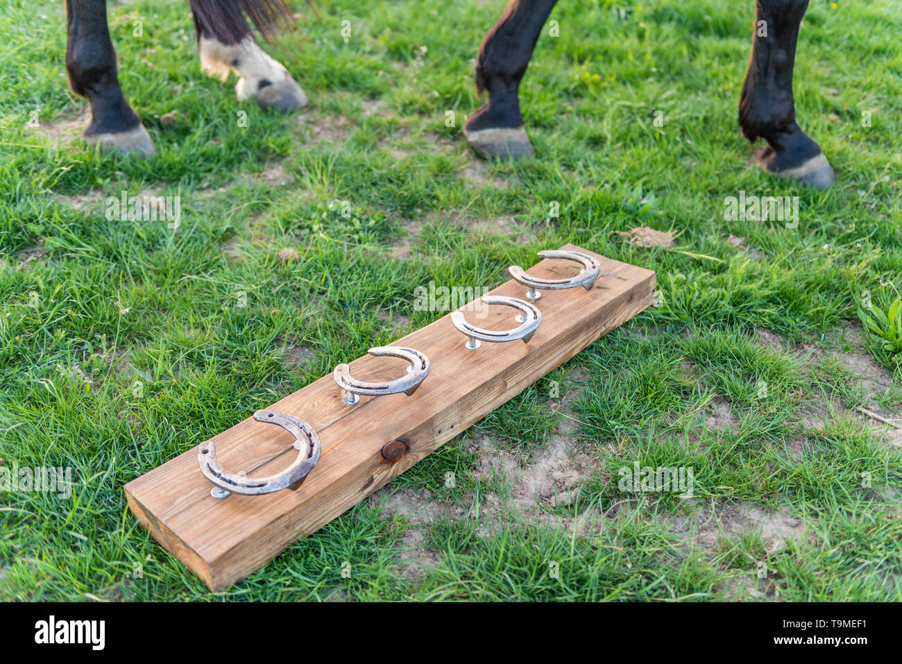 Cavallo senza ferri di cavallo nel paddock durante il tramonto. Ferri di cavallo 4 montato su una tavola di legno potrebbe essere usato come decorazione della casa. Foto Stock