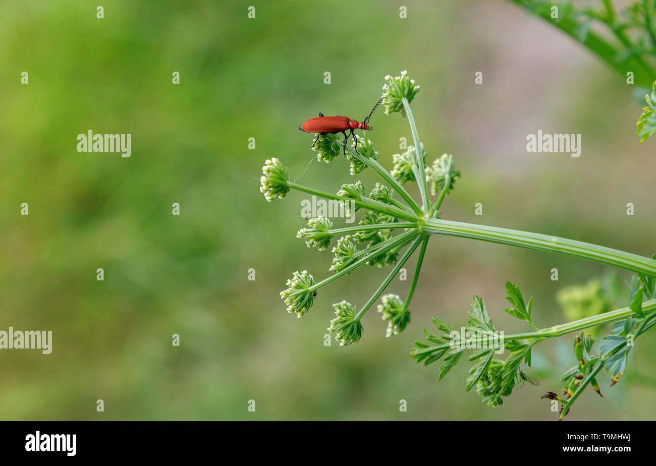 Un Cardinale Beetle (Pyrochroa serraticornis), un piccolo comune British bug, sulla mucca prezzemolo nel Test Valley, Southampton Hampshire, Inghilterra meridionale, Regno Unito Foto Stock