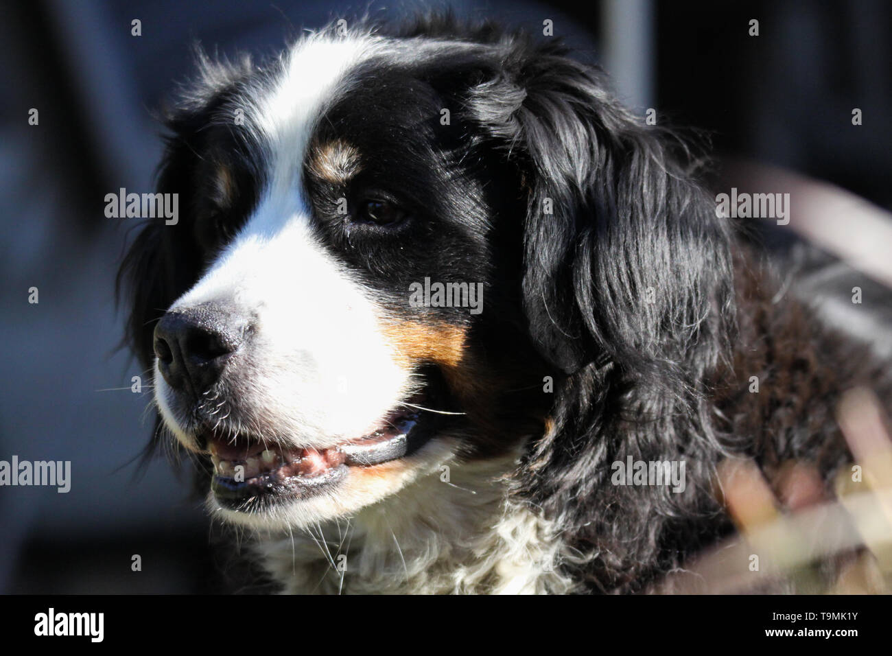 Chiusura del bestiame Bernese mountain dog, Germania Foto Stock