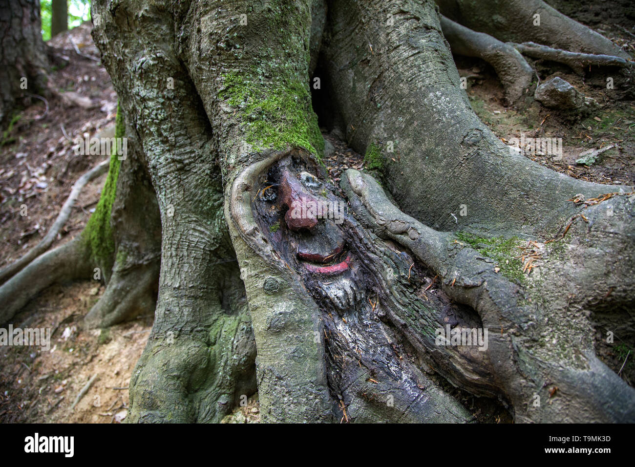 Volto scolpito in un tronco di albero, Steckeschlääfer-Klamm, Binger foresta, Bingen sul Reno, Renania-Palatinato, Germania Foto Stock