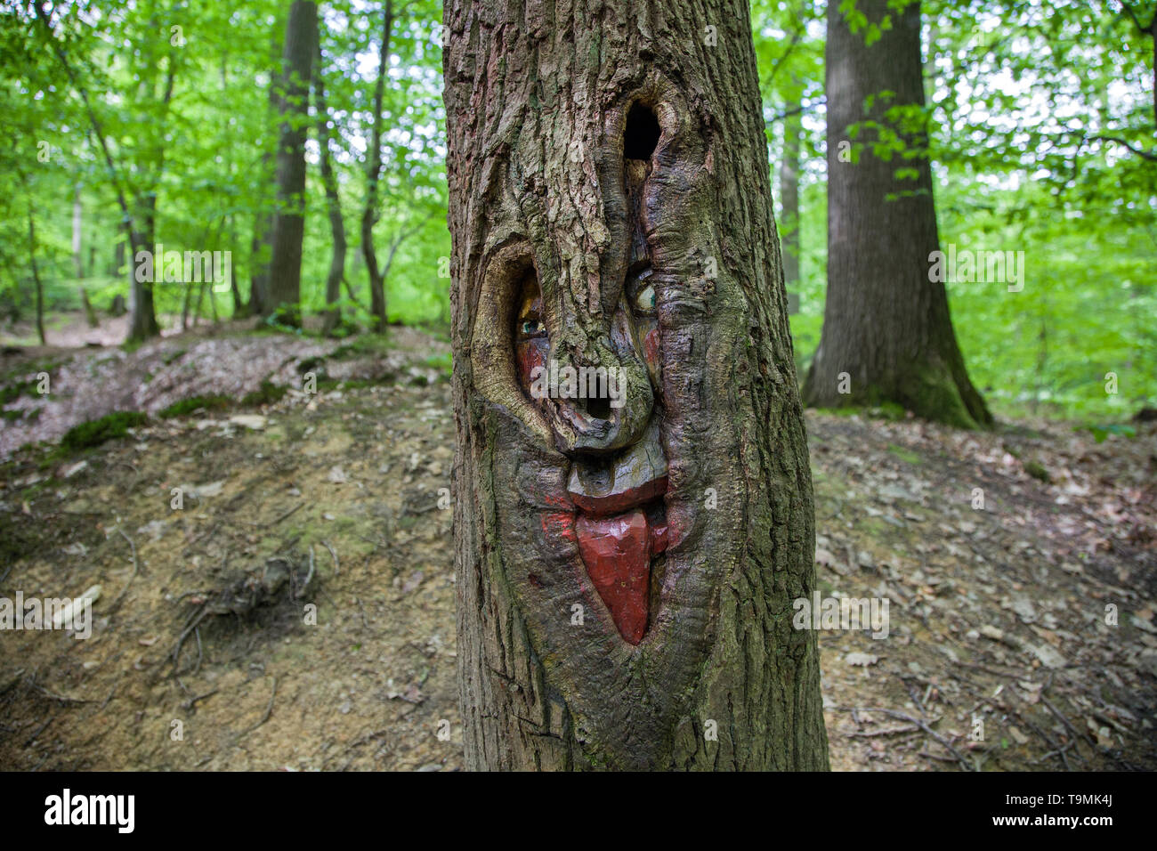 Volto scolpito in un tronco di albero, Steckeschlääfer-Klamm, Binger foresta, Bingen sul Reno, Renania-Palatinato, Germania Foto Stock