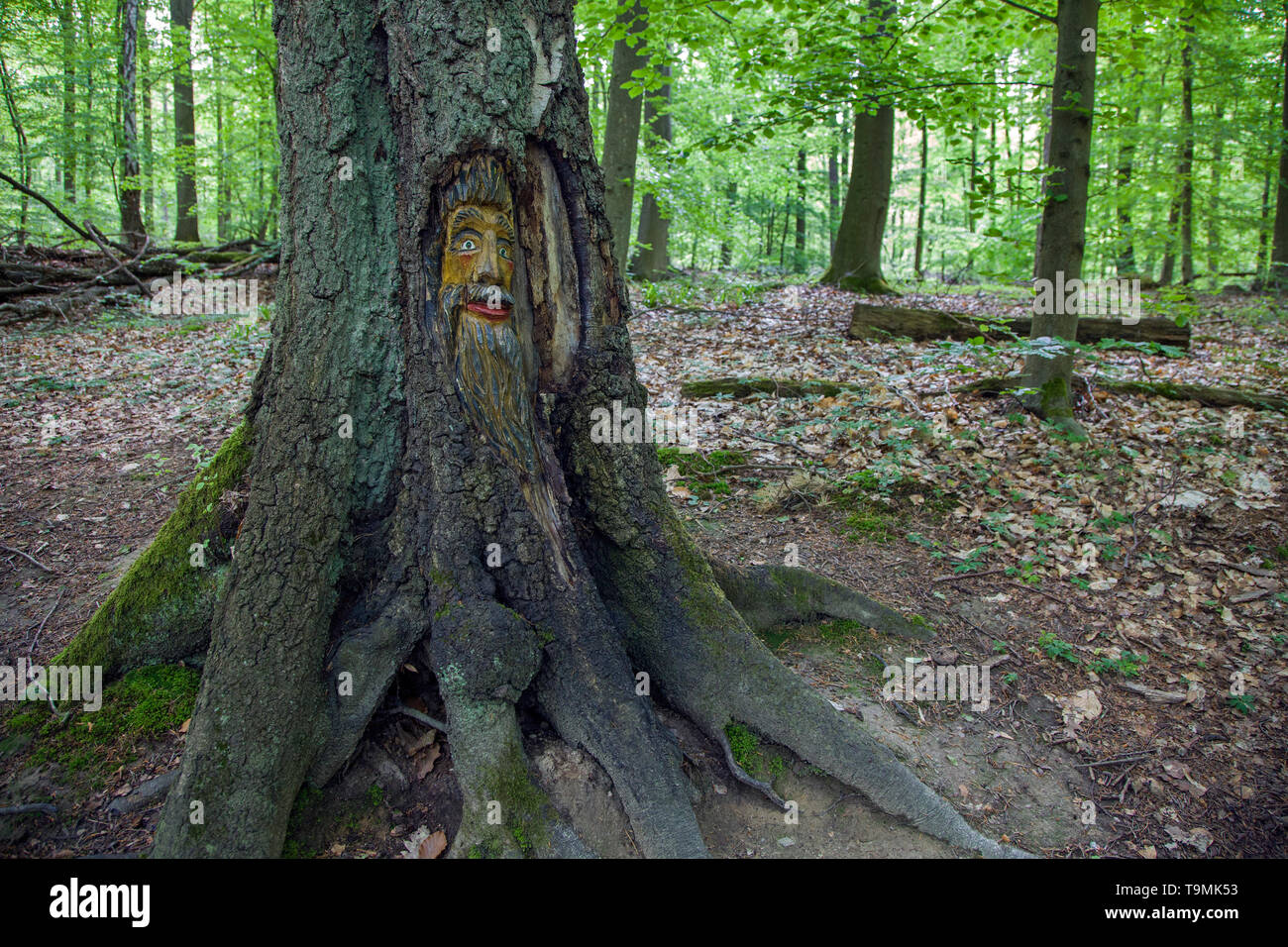 Volto scolpito in un tronco di albero, Steckeschlääfer-Klamm, Binger foresta, Bingen sul Reno, Renania-Palatinato, Germania Foto Stock