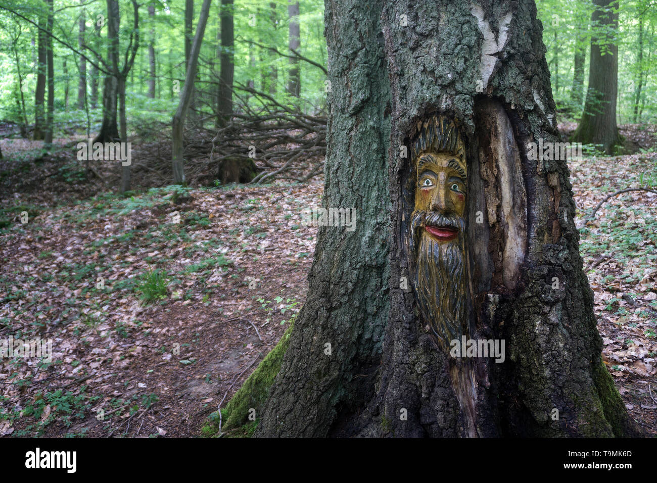Volto scolpito in un tronco di albero, Steckeschlääfer-Klamm, Binger foresta, Bingen sul Reno, Renania-Palatinato, Germania Foto Stock