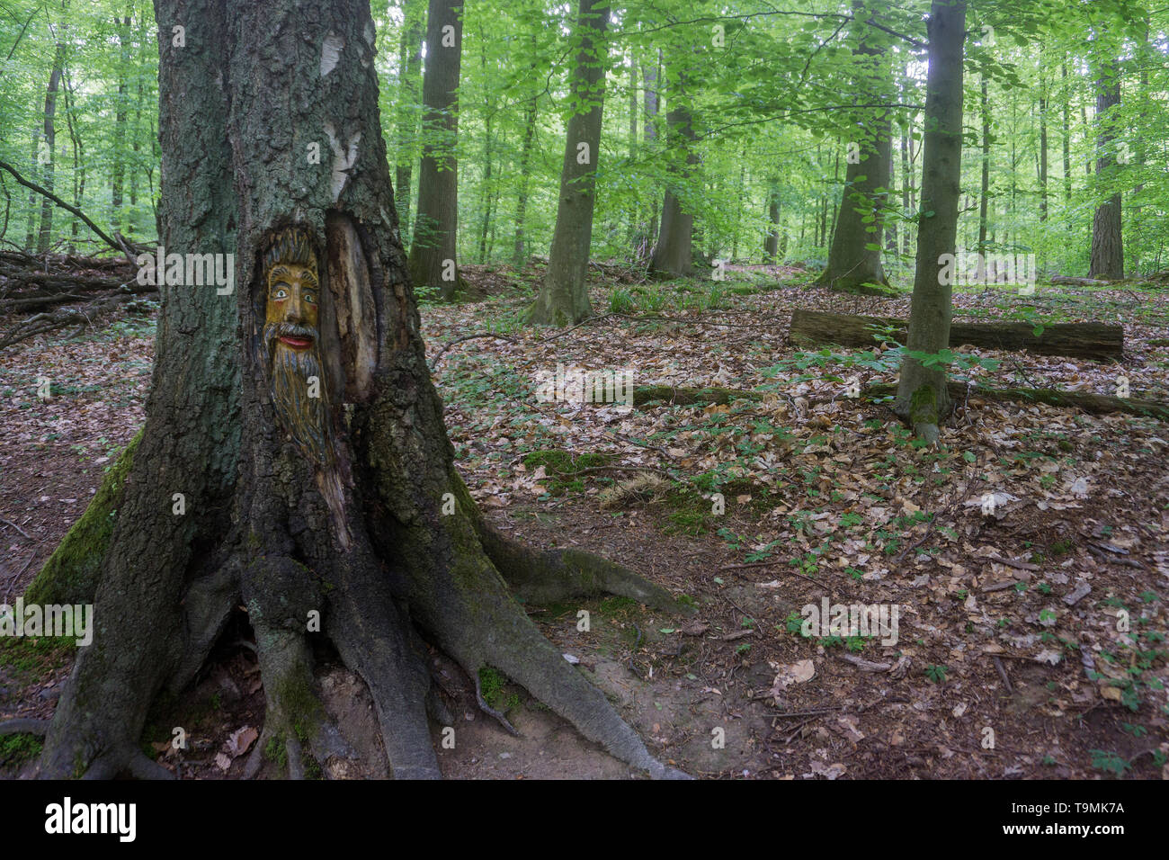 Volto scolpito in un tronco di albero, Steckeschlääfer-Klamm, Binger foresta, Bingen sul Reno, Renania-Palatinato, Germania Foto Stock