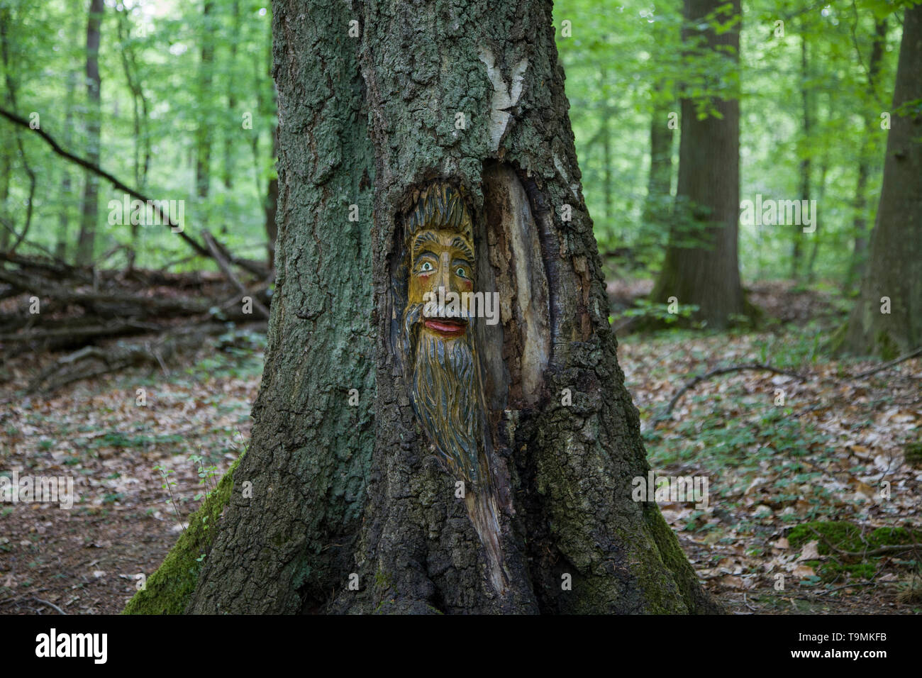 Volto scolpito in un tronco di albero, Steckeschlääfer-Klamm, Binger foresta, Bingen sul Reno, Renania-Palatinato, Germania Foto Stock