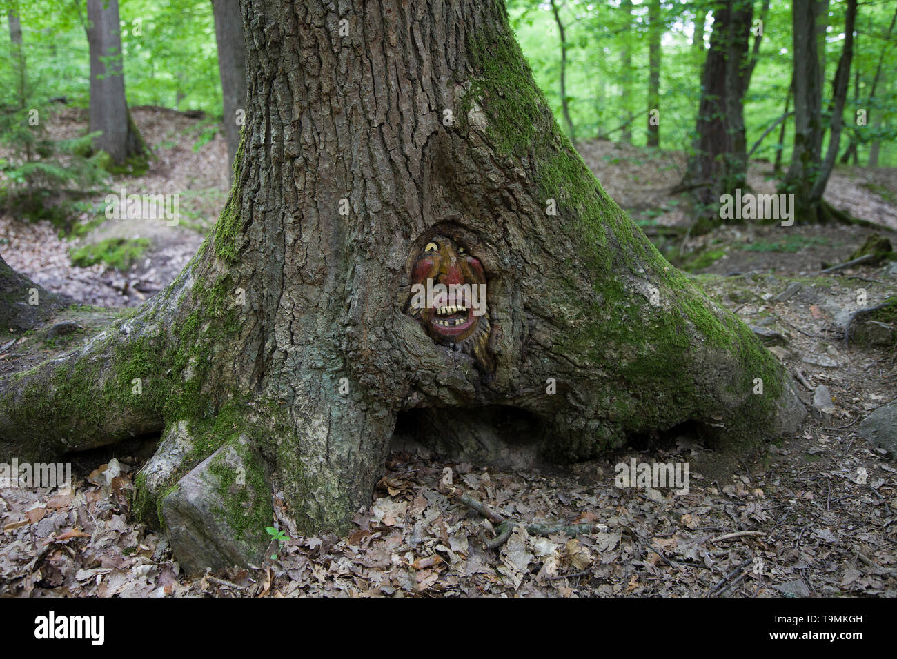 Volto scolpito in un tronco di albero, Steckeschlääfer-Klamm, Binger foresta, Bingen sul Reno, Renania-Palatinato, Germania Foto Stock