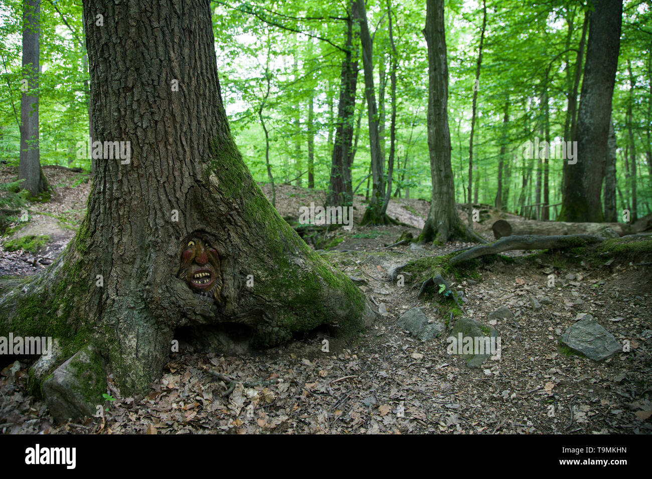 Volto scolpito in un tronco di albero, Steckeschlääfer-Klamm, Binger foresta, Bingen sul Reno, Renania-Palatinato, Germania Foto Stock