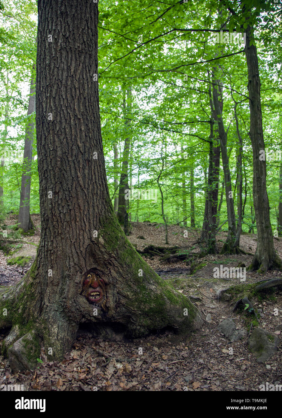 Volto scolpito in un tronco di albero, Steckeschlääfer-Klamm, Binger foresta, Bingen sul Reno, Renania-Palatinato, Germania Foto Stock