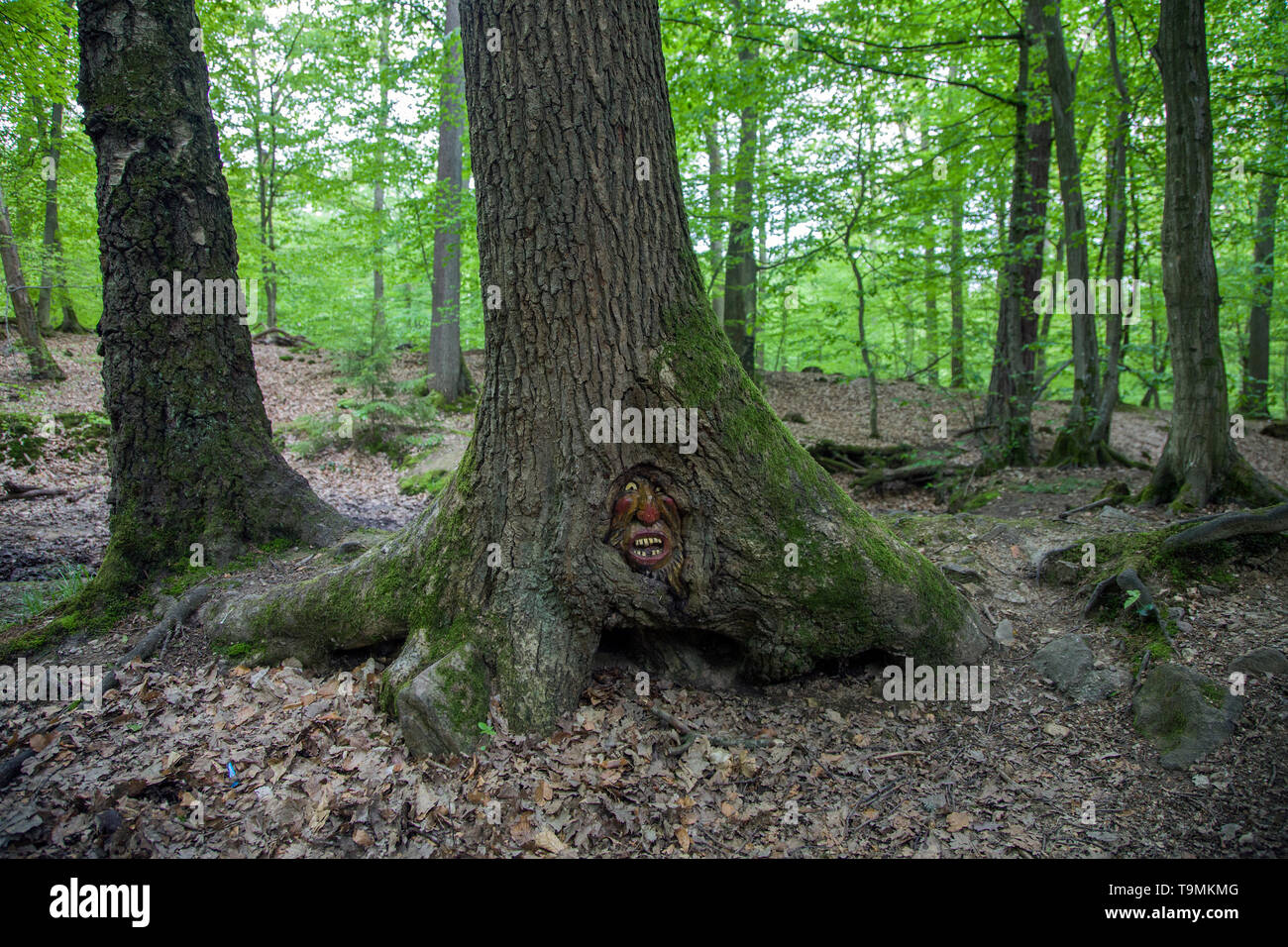 Volto scolpito in un tronco di albero, Steckeschlääfer-Klamm, Binger foresta, Bingen sul Reno, Renania-Palatinato, Germania Foto Stock