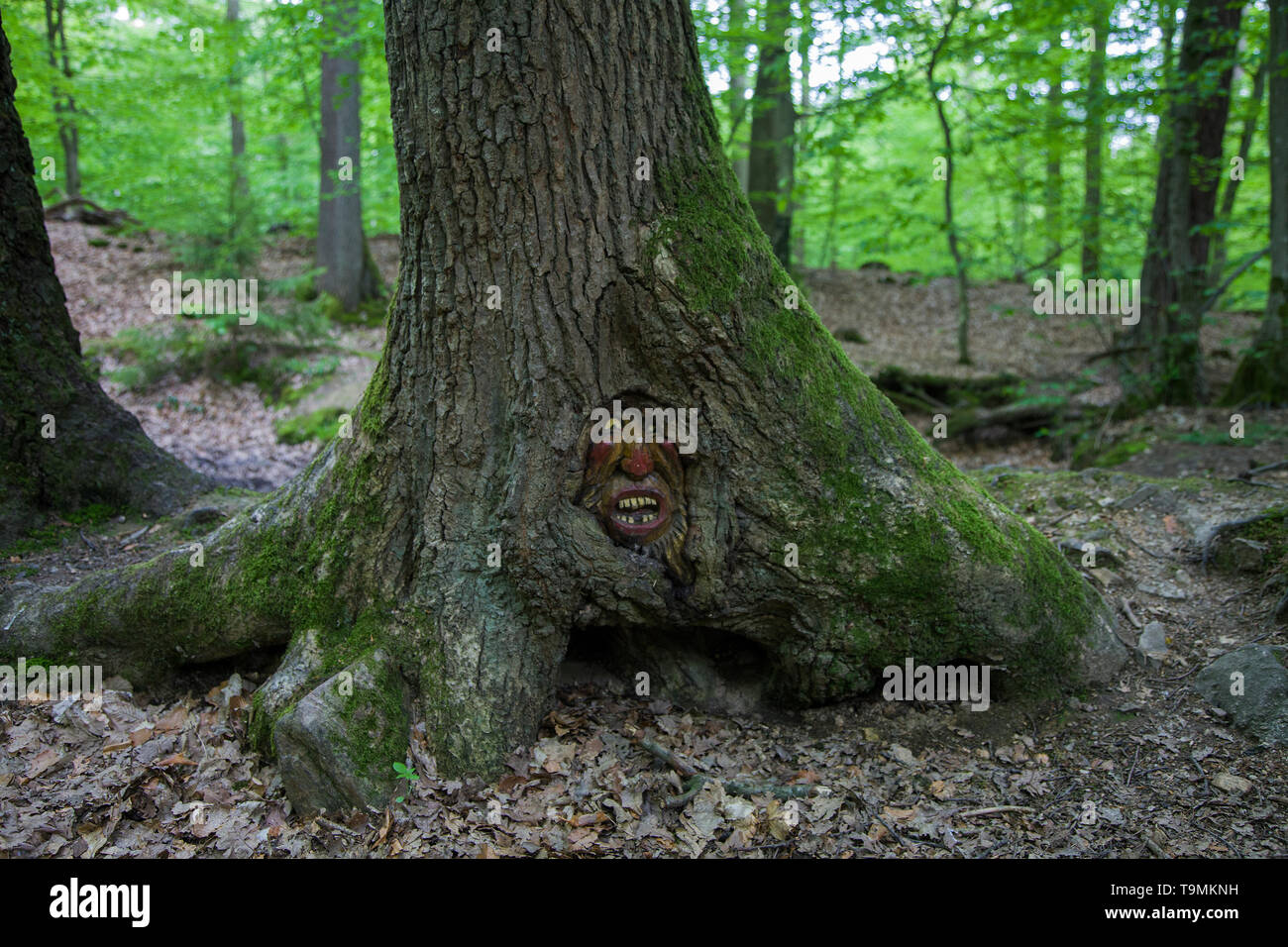 Volto scolpito in un tronco di albero, Steckeschlääfer-Klamm, Binger foresta, Bingen sul Reno, Renania-Palatinato, Germania Foto Stock