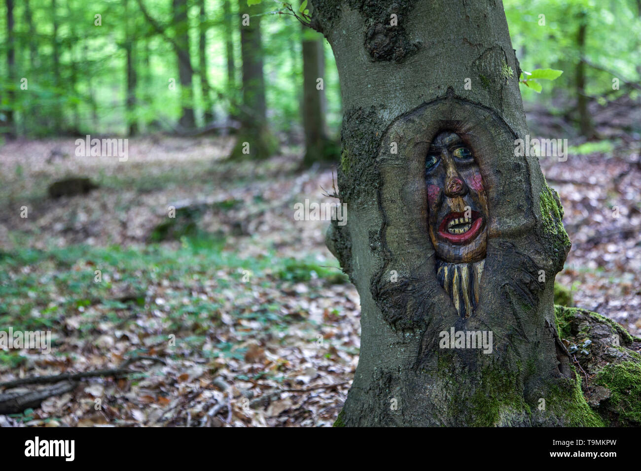 Volto scolpito in un tronco di albero, Steckeschlääfer-Klamm, Binger foresta, Bingen sul Reno, Renania-Palatinato, Germania Foto Stock