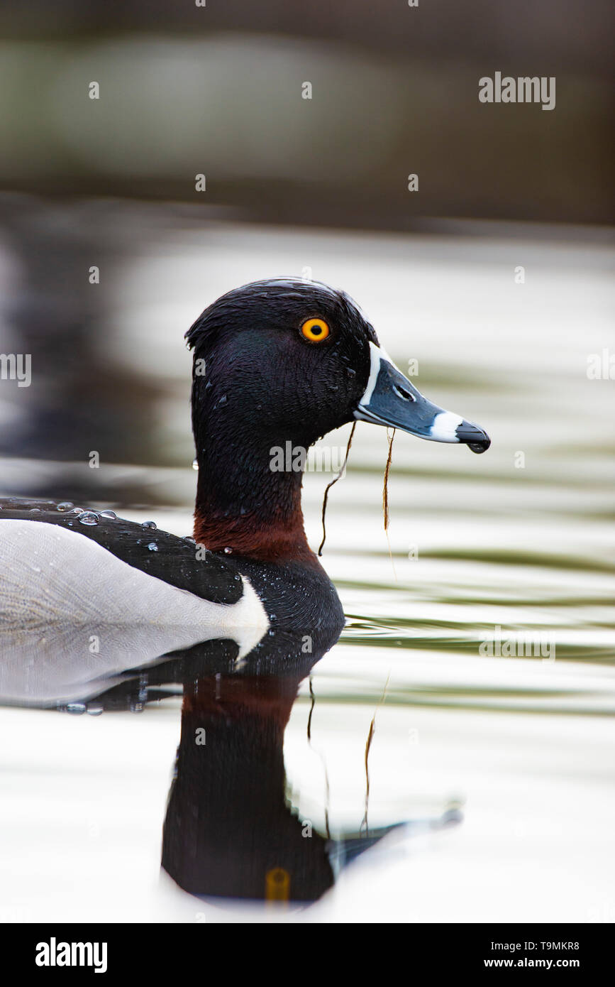 Un Anatra Ringnecked sulla zona umida a molla Foto Stock