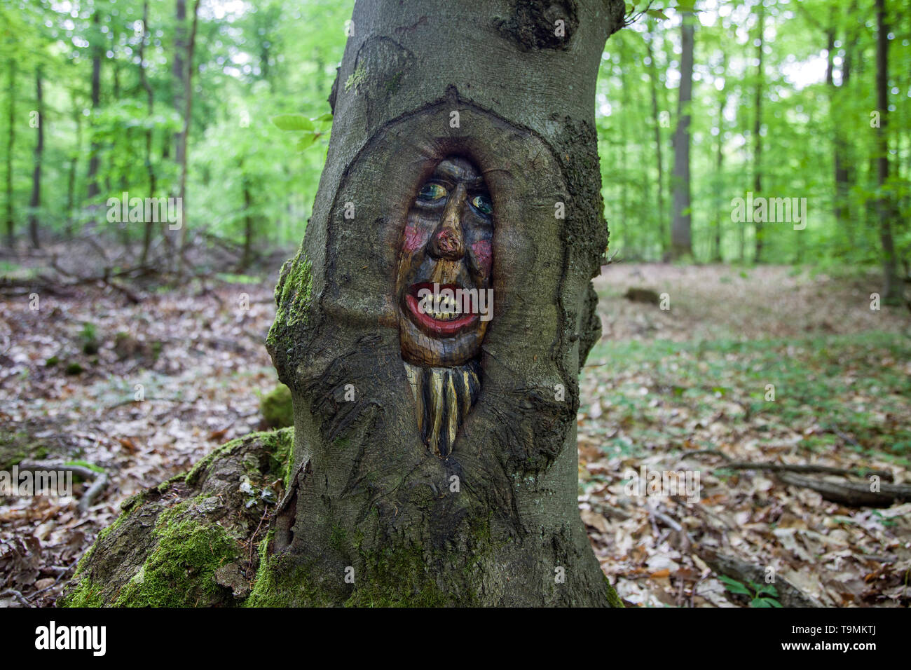 Volto scolpito in un tronco di albero, Steckeschlääfer-Klamm, Binger foresta, Bingen sul Reno, Renania-Palatinato, Germania Foto Stock