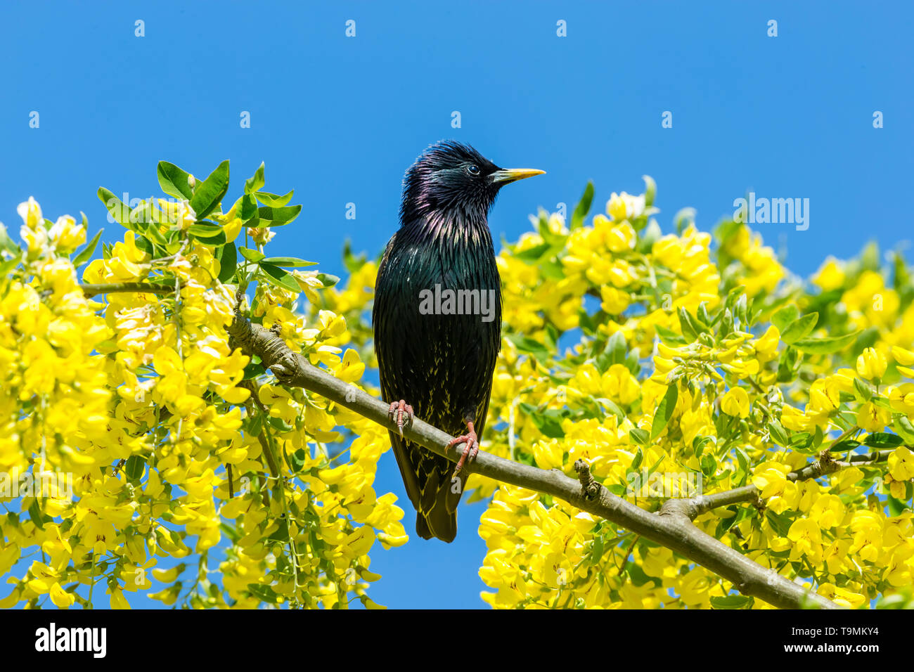 Starling, nome scientifico: Sturnus vulgaris. appollaiato in Maggiociondolo albero con colore giallo brillante fiori. Pulire il cielo blu sullo sfondo. Rivolto verso destra. Posizione orizzontale Foto Stock