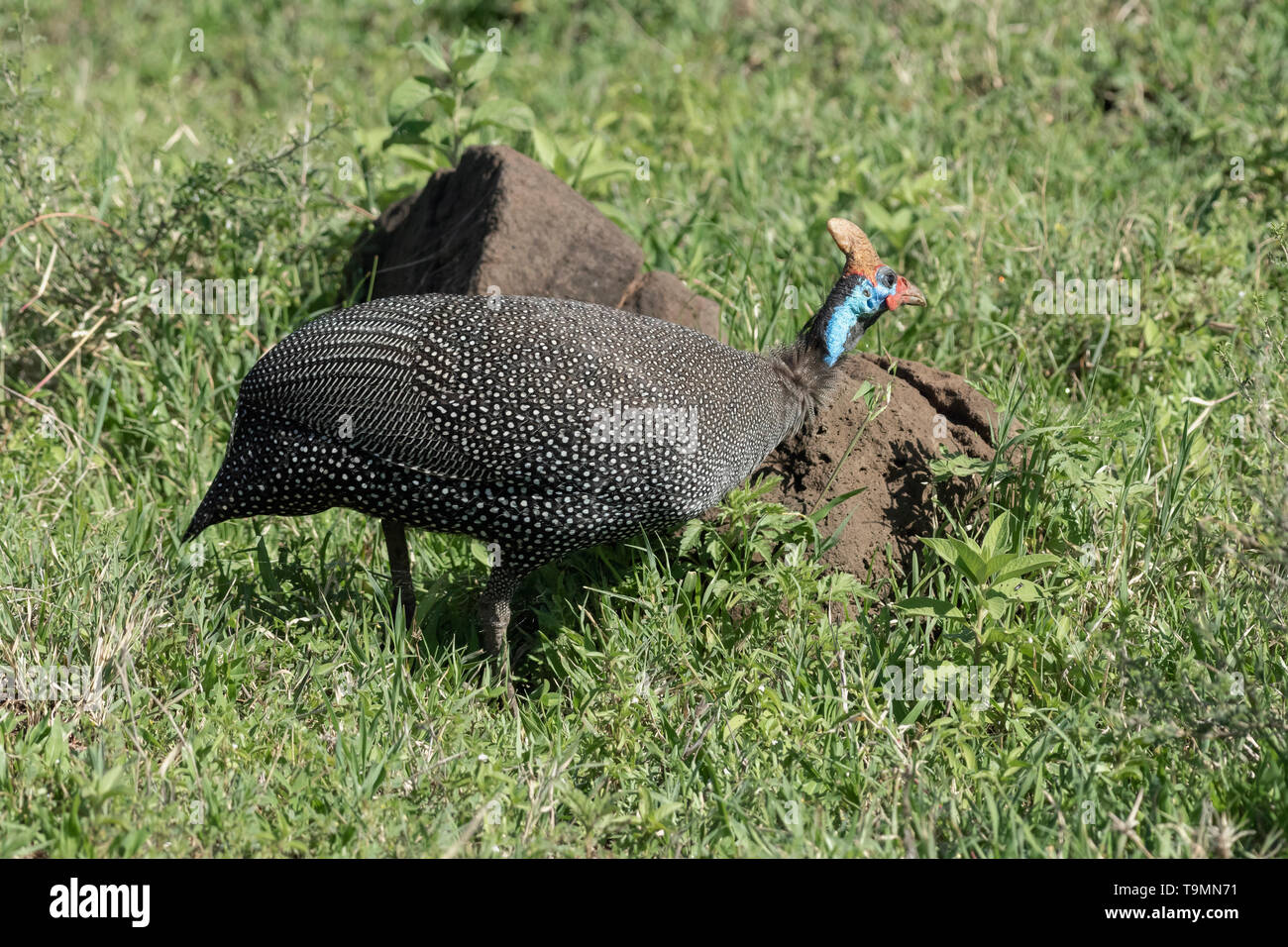 Helmeted faraone (Numida meleagris) da un nido di termite in erba verde, il cratere di Ngorongoro, Tanzania Foto Stock