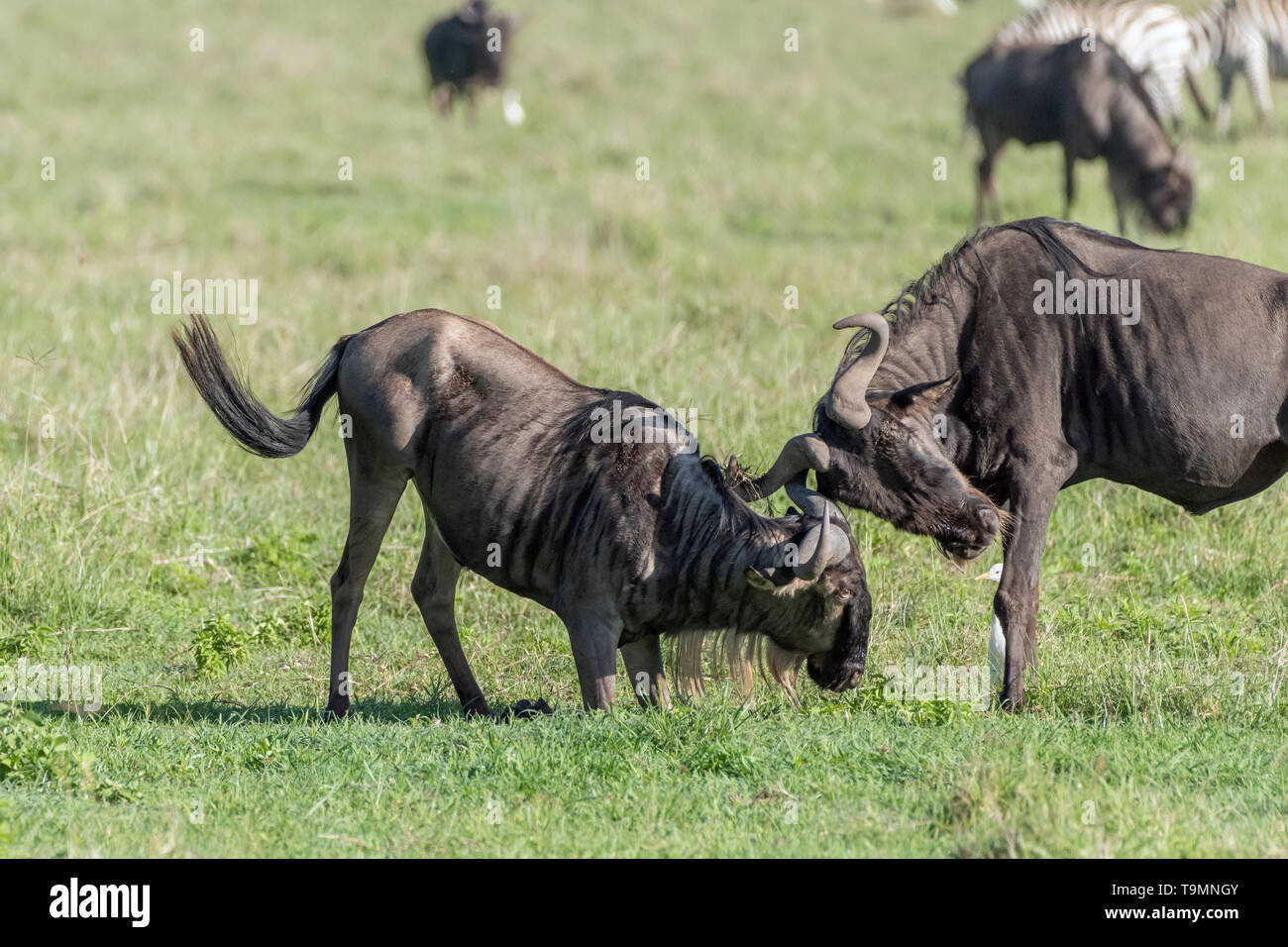 Il combattimento match tra due gnu con airone guardabuoi arbitro, caldera del Ngorongoro, Tanzania Foto Stock