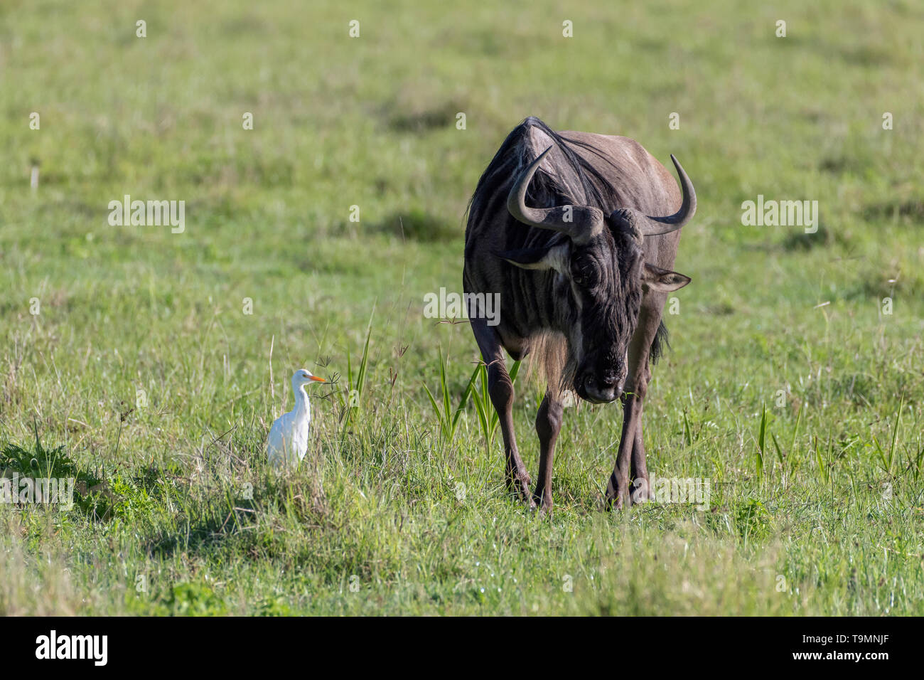 Sala da pranzo con un amico, GNU (Connochaetes taurinus albojubatus) e airone guardabuoi (Bubulcus ibis), il cratere di Ngorongoro, Tanzania Foto Stock