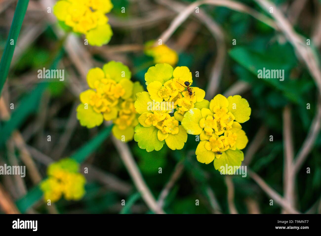 Su una bella tinta giallo dei fiori si trova un piccolo insetto chiamato ant. La vita nel selvaggio è molto bella. Foto Stock