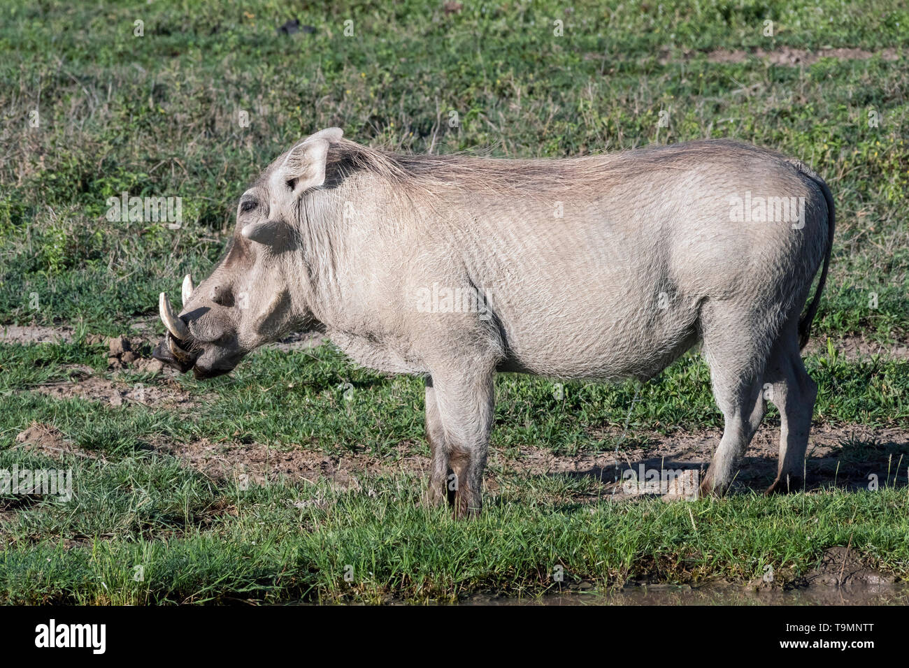 Grandi warthog (Phacochoerus africanus) in attesa di un foro per l'acqua, caldera del Ngorongoro, Tanzania Foto Stock