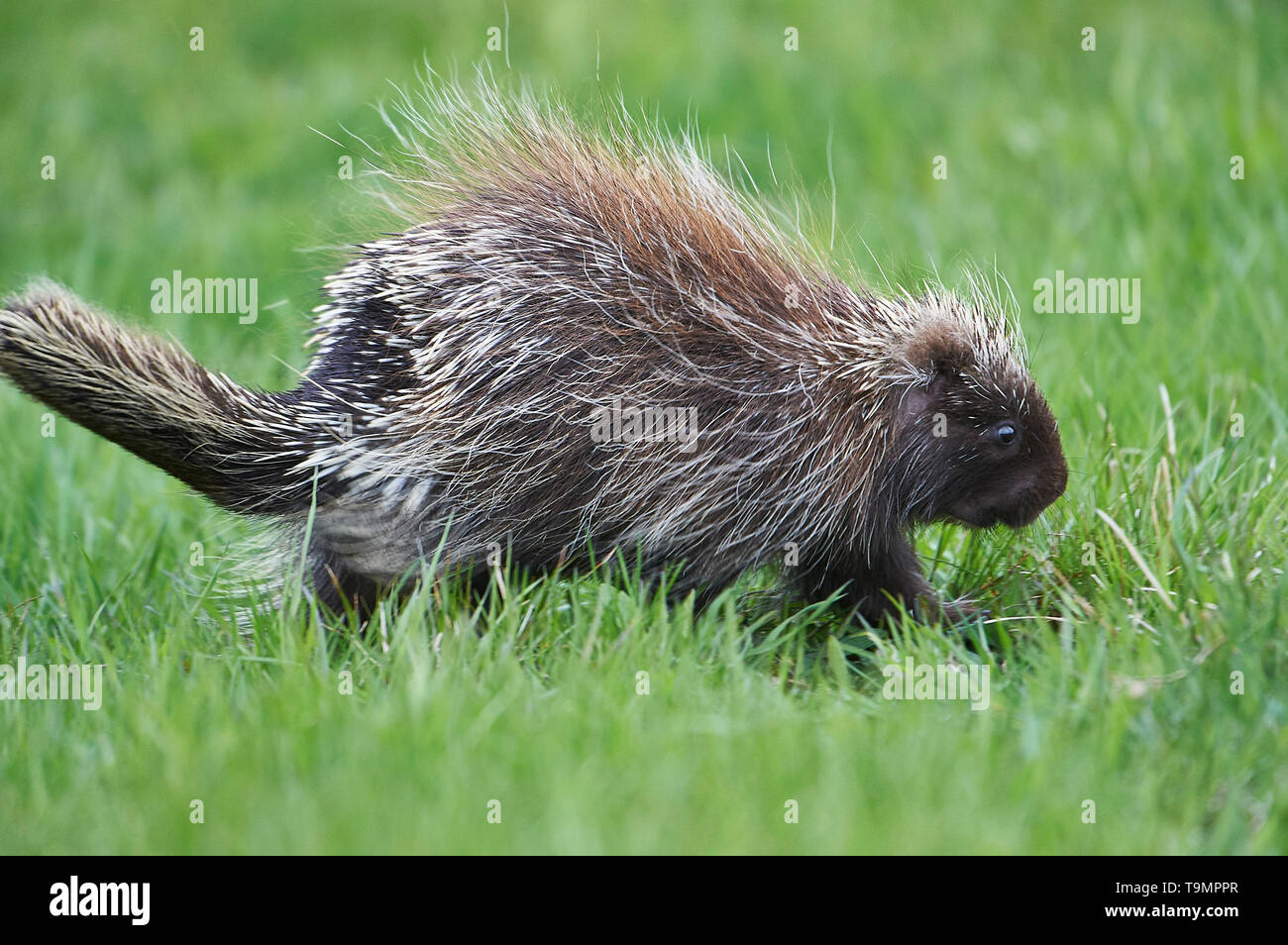 Un giovane Nord America istrice, (Erethizon dorsatum), Superiore Clements, Annapolis Royal Nova Scotia, Canada Foto Stock