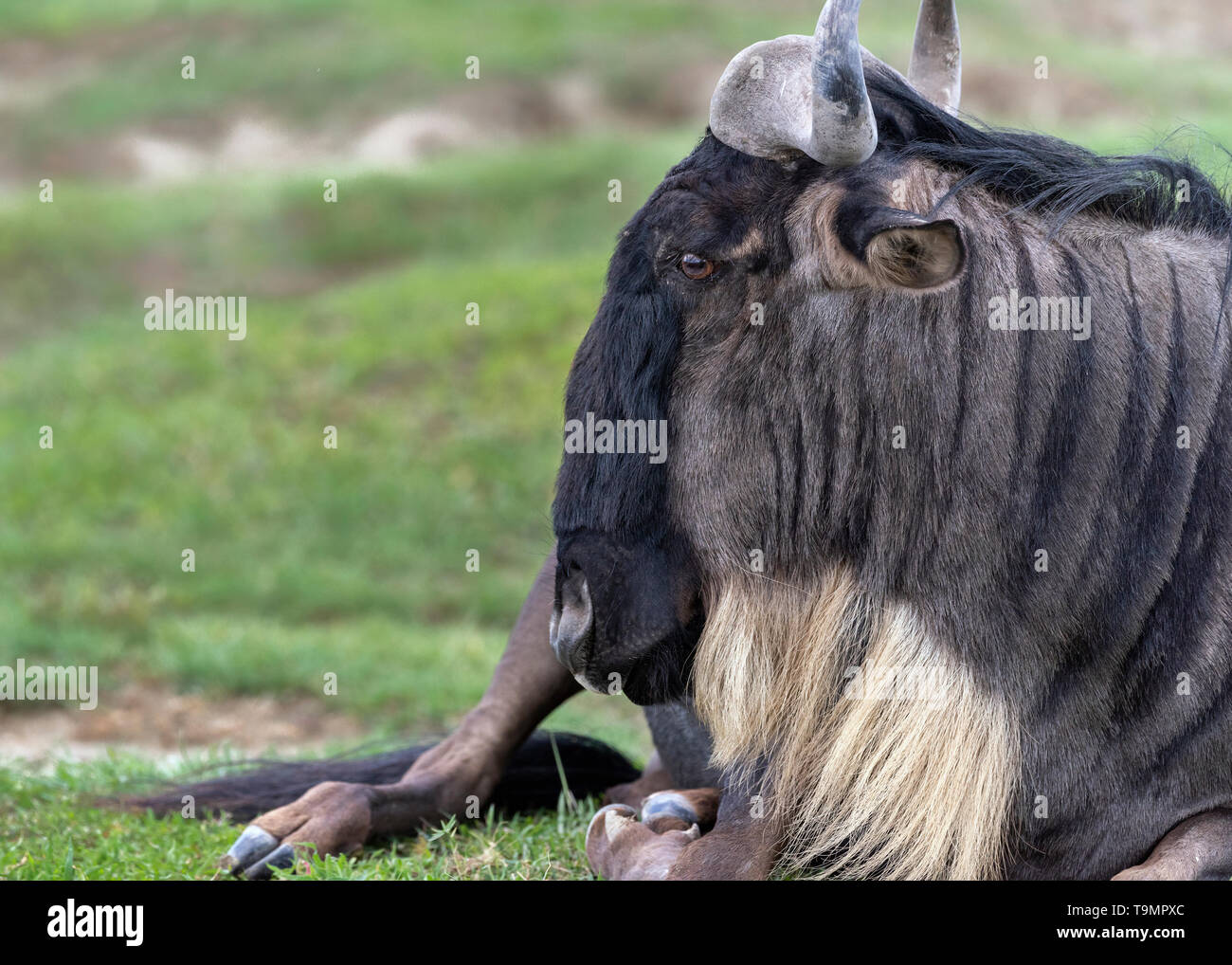 Ritratto di una reclinata GNU (Western white-barbuto gnu, Connochaetes taurinus albojubatus) in erba fresca, Ngorongoro, Tanzania Foto Stock