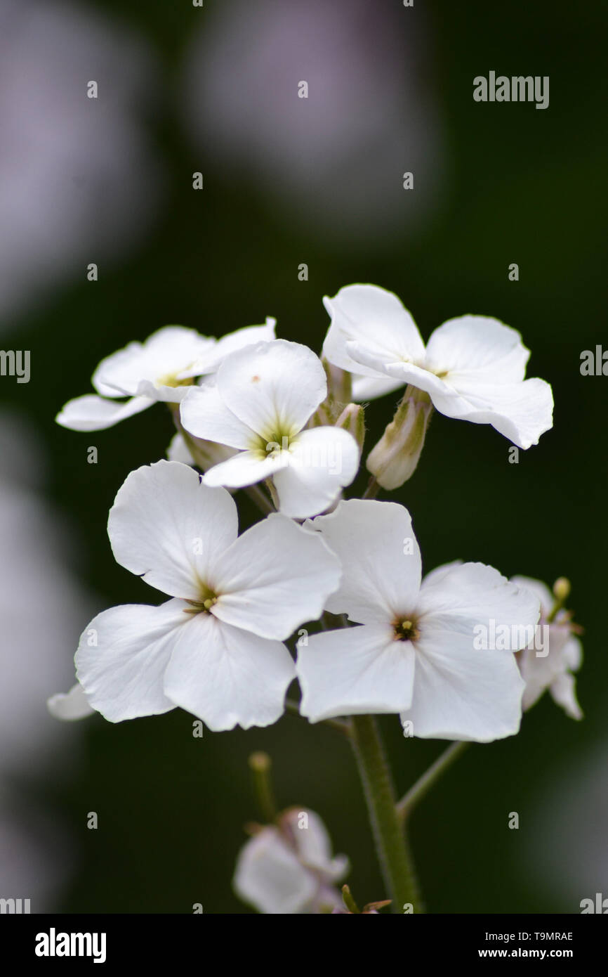 Dames rocket {Hesperis matronalis} {madre della sera} {bianco di neve, dame di violetta} {white} Foto Stock