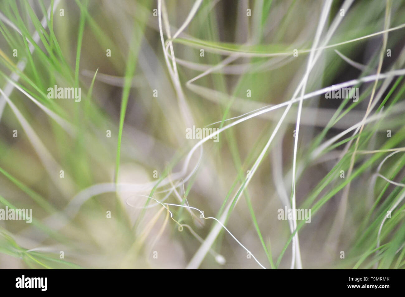 Abstract, close-up di impianto di circolazione Foto Stock