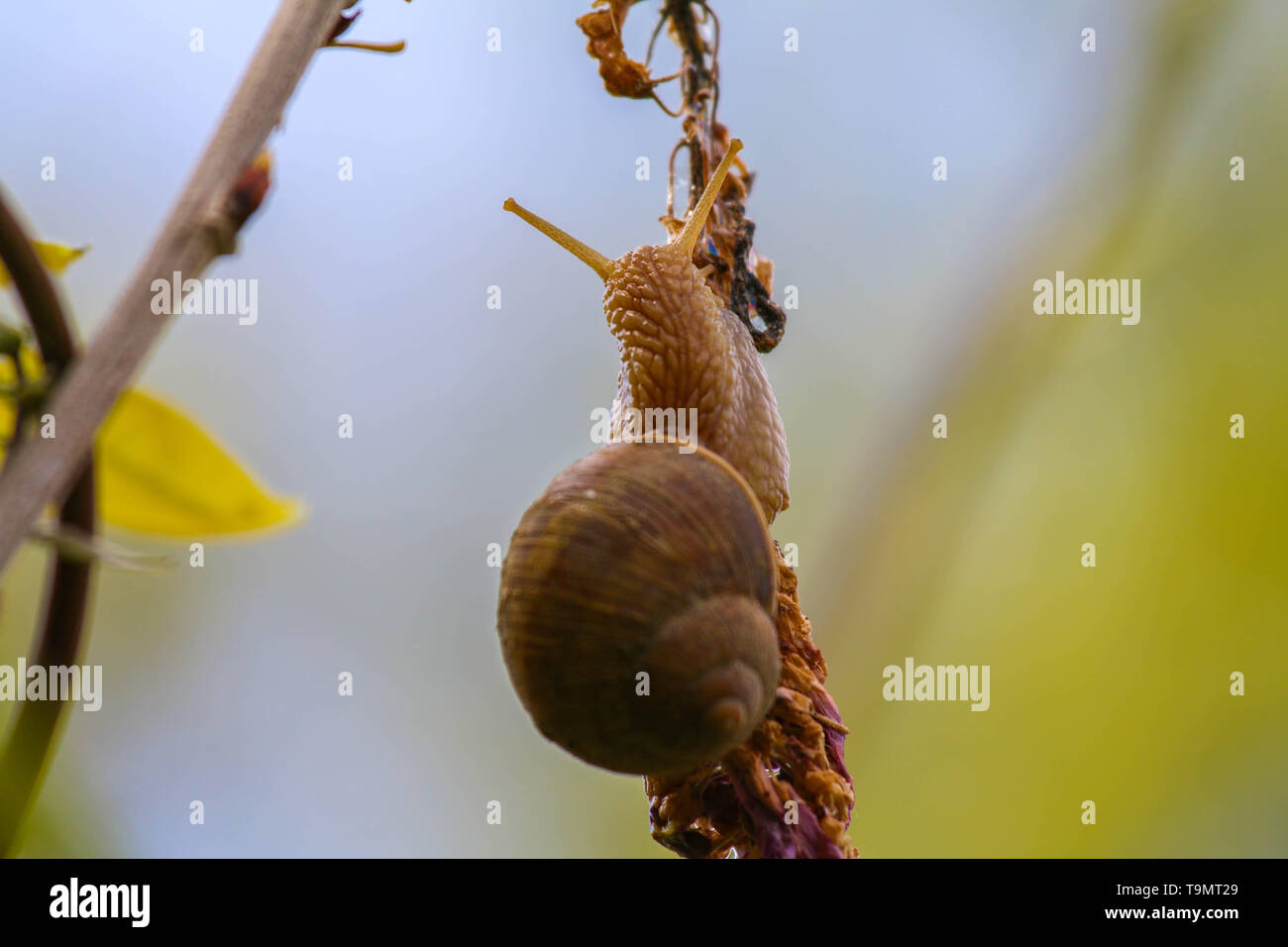 Arrampicata di lumaca sul fiore Foto Stock