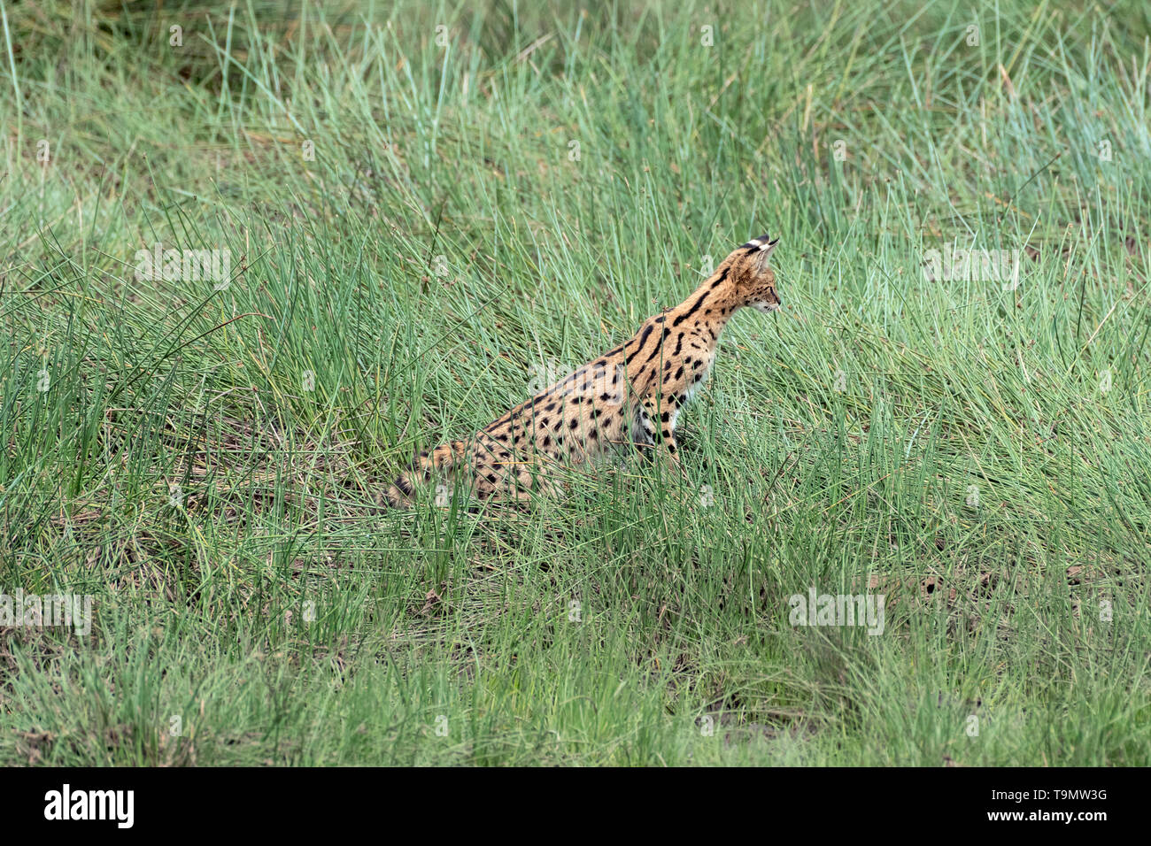 Serval cat (Leptailurus serval) in erba lunga ottenere pronto a balzare, Lago Ndutu, Tanzania Foto Stock