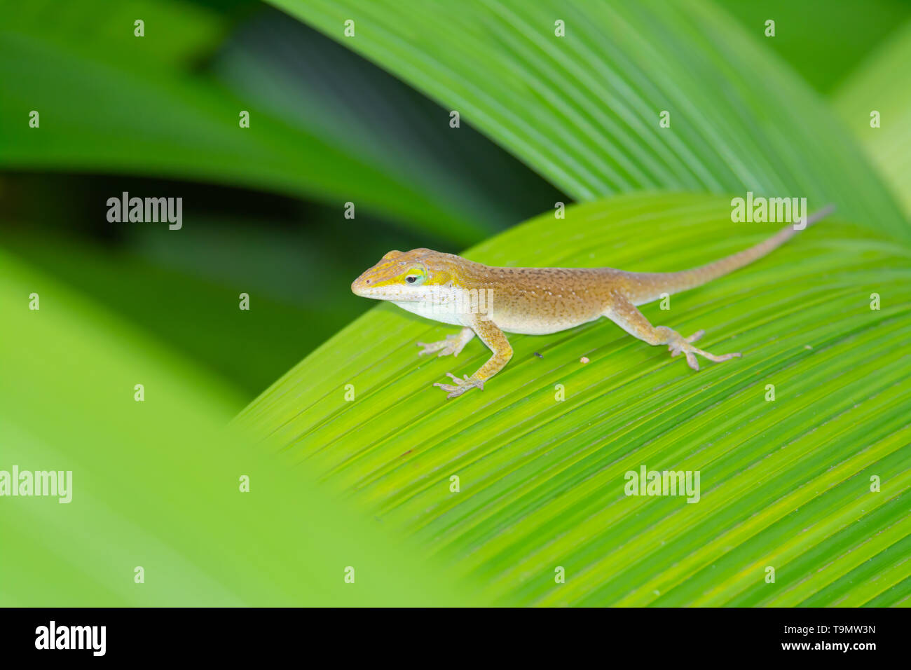 Un colore bruno morph del verde anole lizard, Anolis carolinensis, in piedi su una foglia sull'isola hawaiana di Kauai. Foto Stock