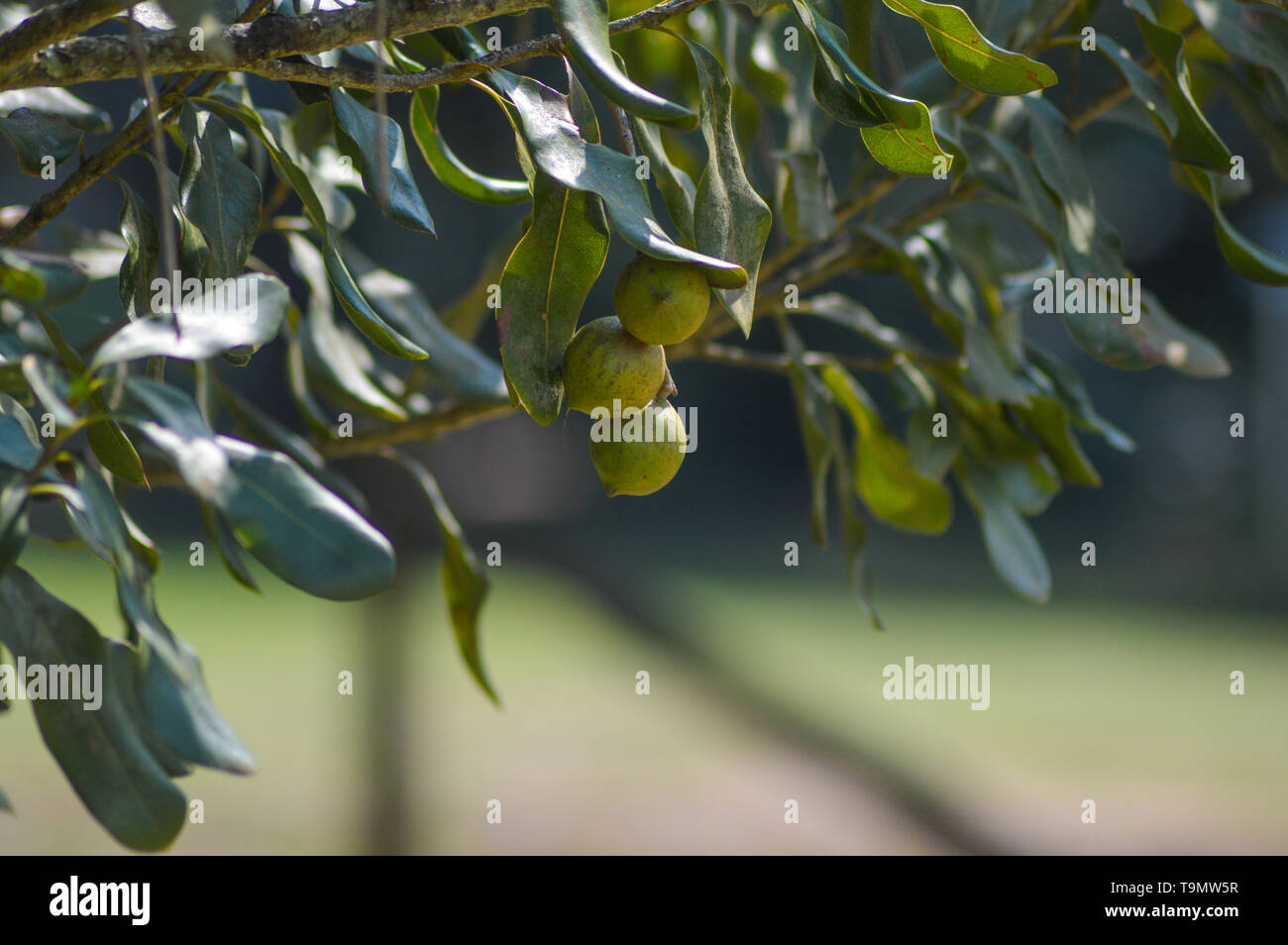 Freschi organici noce macadamia su albero e pianta in una fattoria in Graskop Mpumalanga in Sudafrica Foto Stock