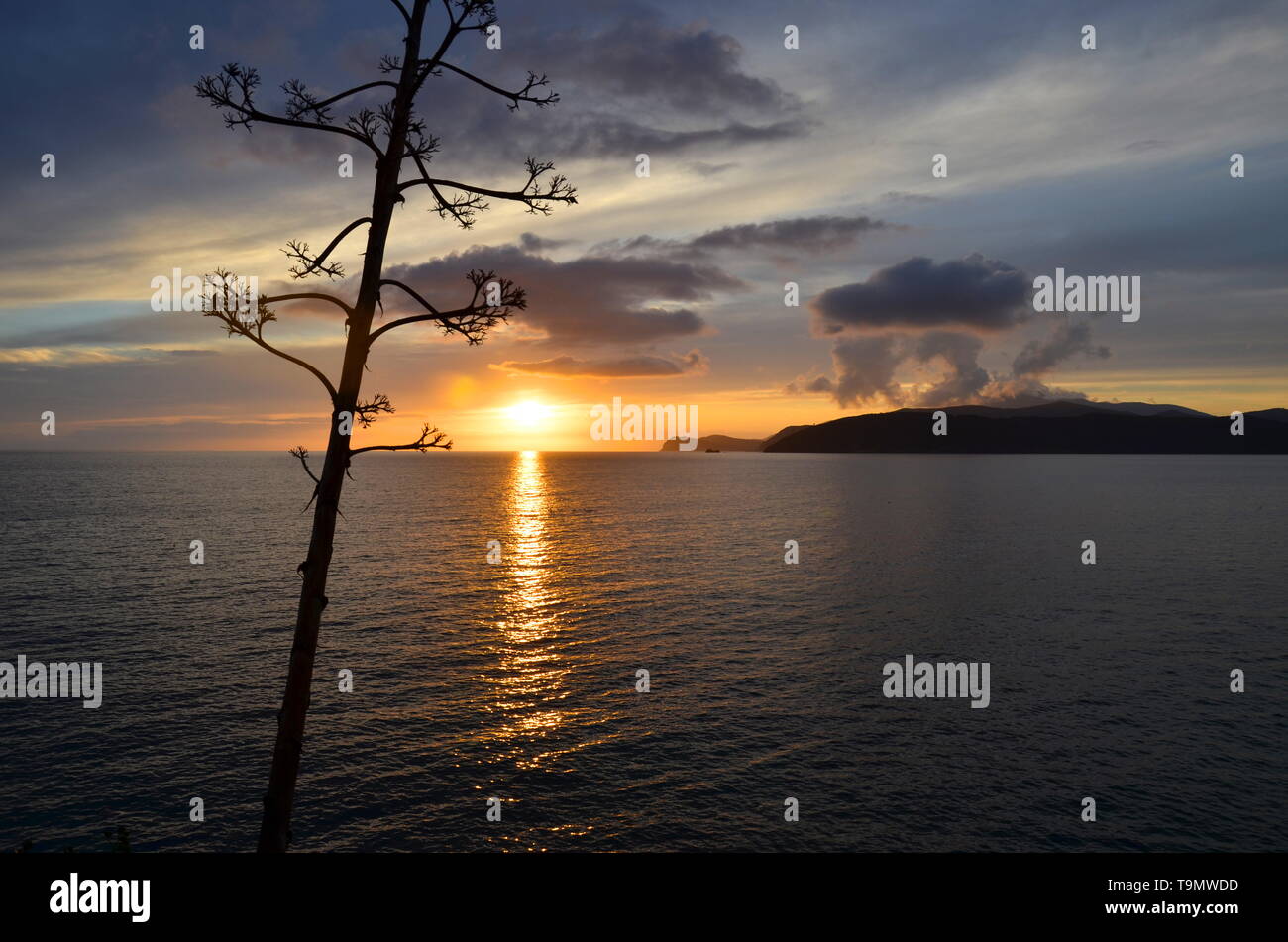 Tramonto su isola d'Elba italiano, agave impianto Foto Stock