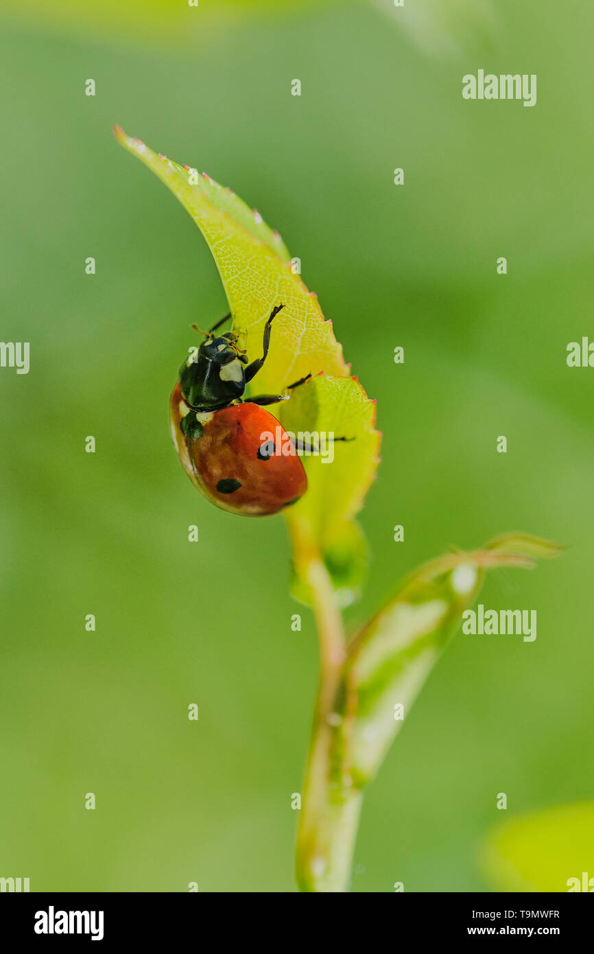 Ladybug è mangiare un greenfly su una foglia di una rosa, colore verticale foto macro Foto Stock