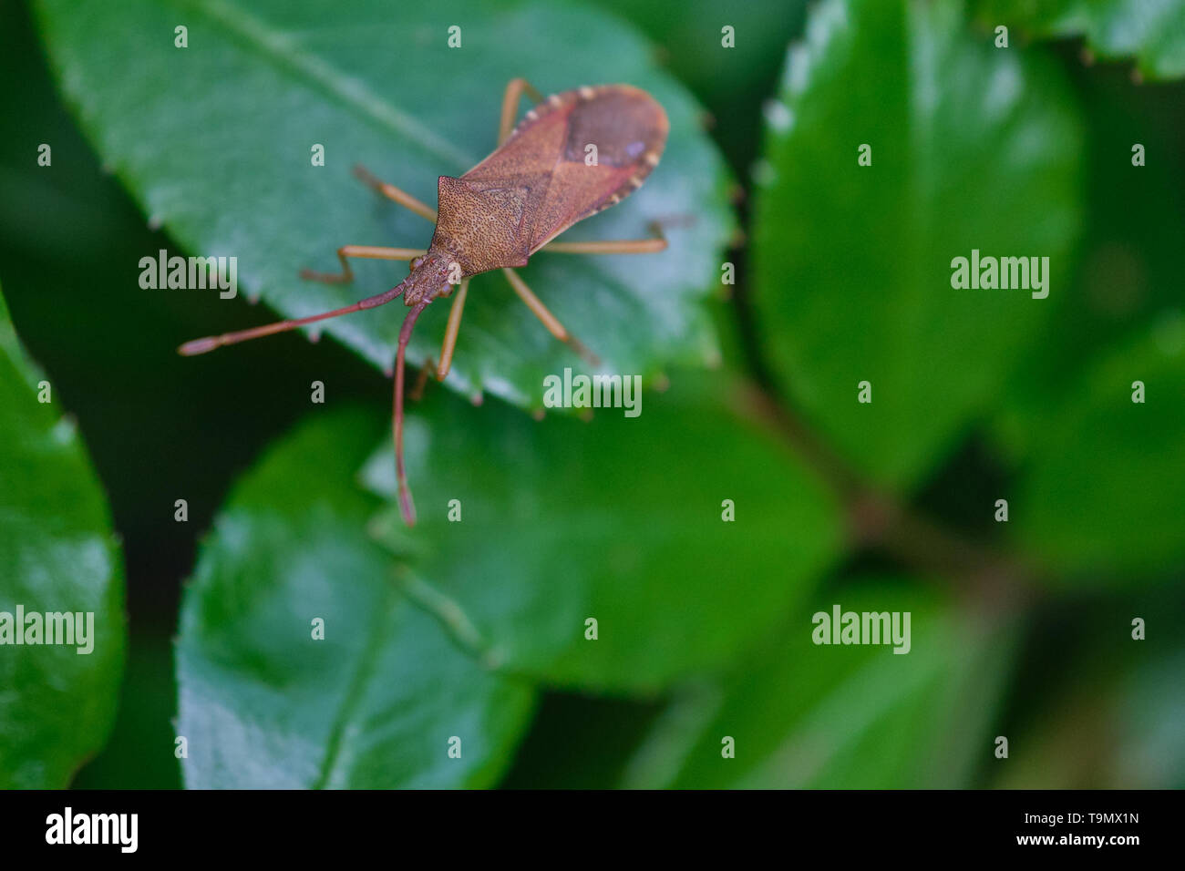 Western sementi di conifere bug insetto, Leptoglossus occidentalis o WCSB su una foglia verde Foto Stock