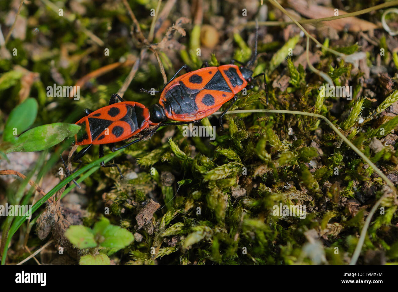 Firebugs coniugata close up o macro. Due firebugs collegati insieme, Pyrrhocoris apterus Foto Stock