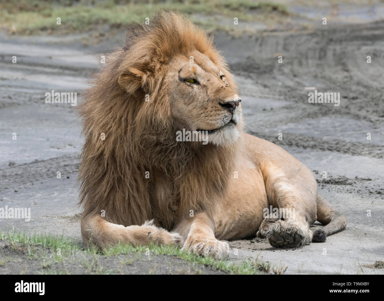 Il re leone, grandi segnato il vecchio maschio con lo stomaco pieno lyng sulla sabbia bagnata per conservare al fresco, Lago Ndutu, Tanzania Foto Stock