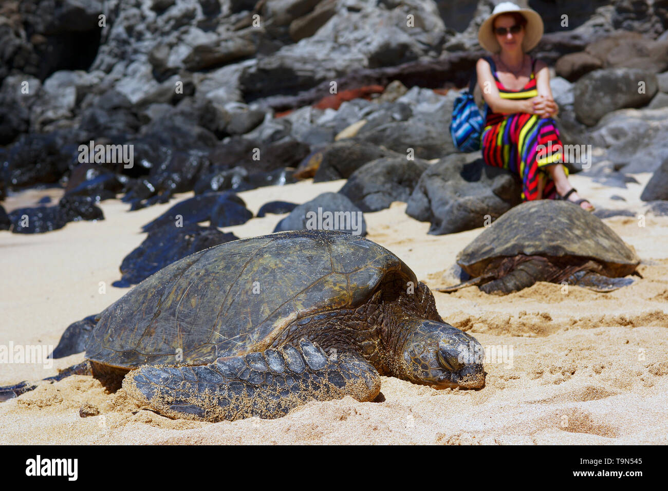 Per turisti in cerca di tartarughe marine verdi su Ho'okipa Beach Foto Stock