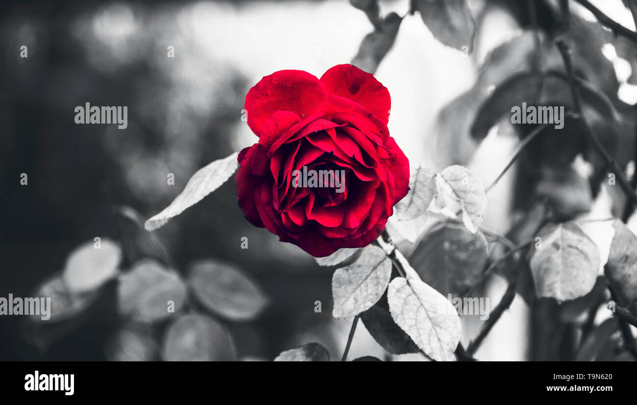 Classico Giardino perfetto Red Rose e spine a pioggia con evidenziata in bianco e nero concettuale Foto Stock