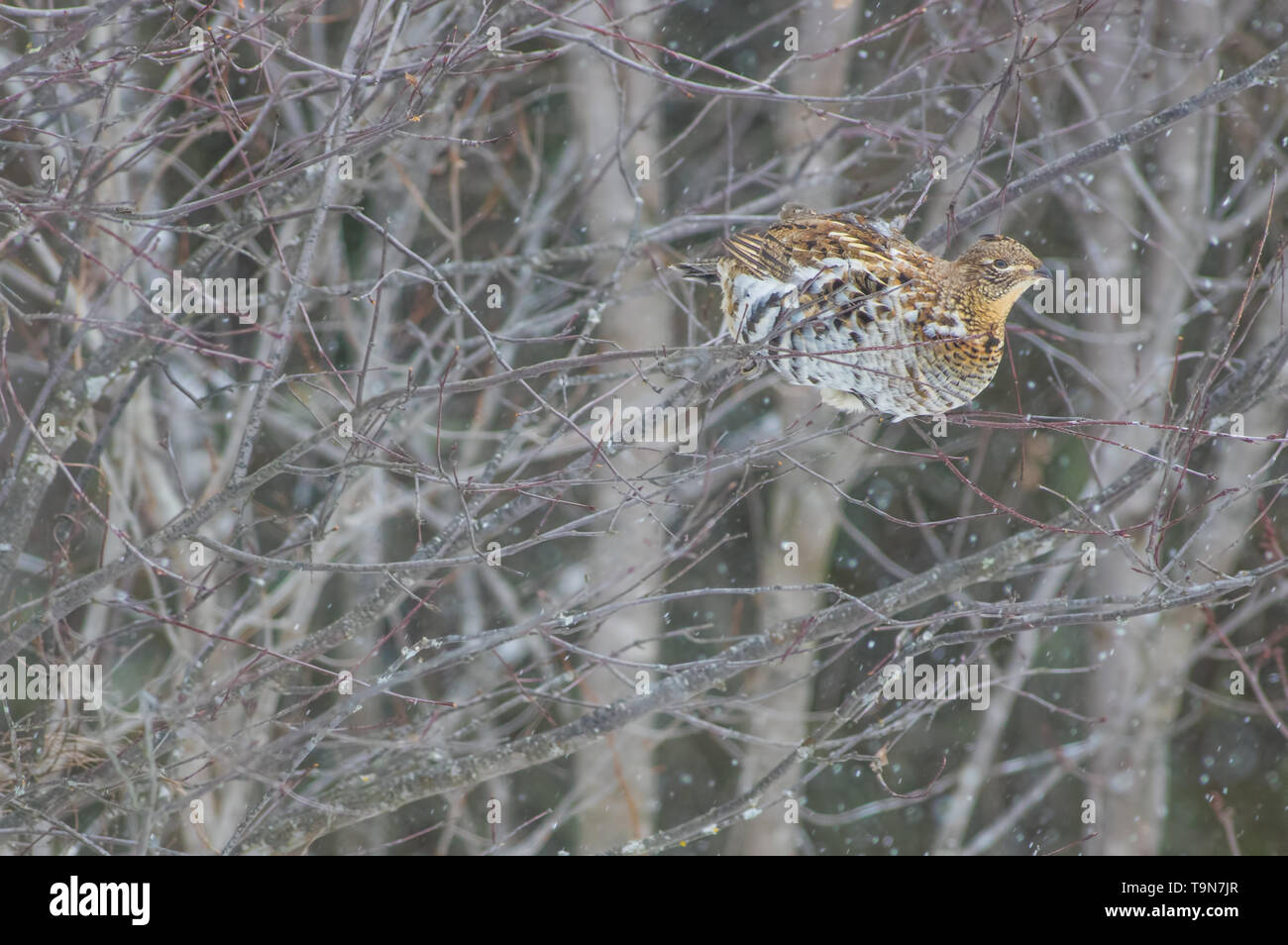 Ruffed grouse appollaiato in un albero - adottata su una cortina di nubi di nevicare giornata invernale in Aitkin County, Minnesota Foto Stock