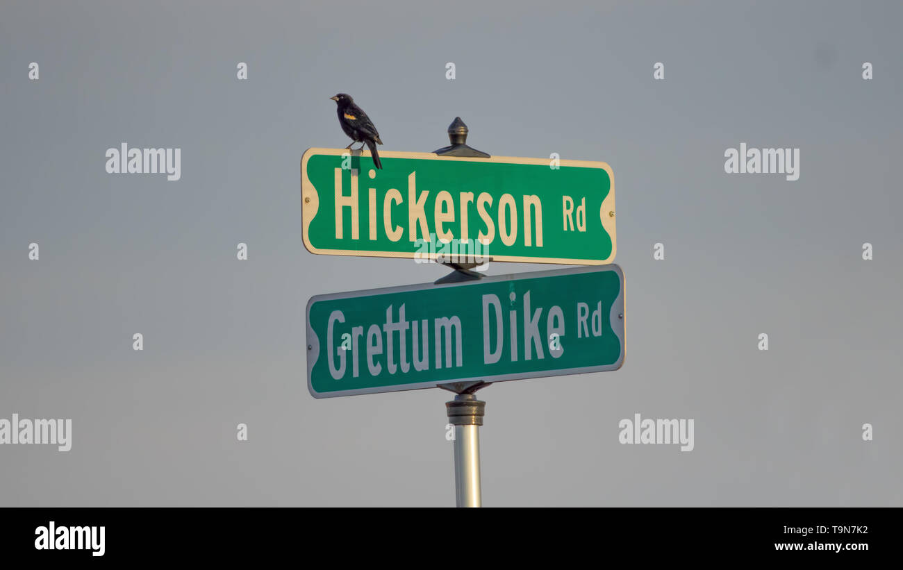 Rosso-winged blackbird sulla segnaletica stradale - sezione trasversale di due zone rurali strade di ghiaia in Wisconsin settentrionale Foto Stock