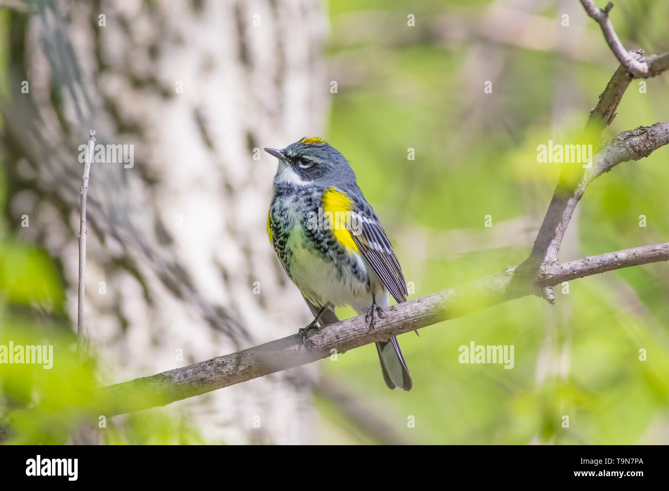 Giallo-rumped trillo su Minnehaha Creek in primavera - Minneapolis, Minnesota Foto Stock