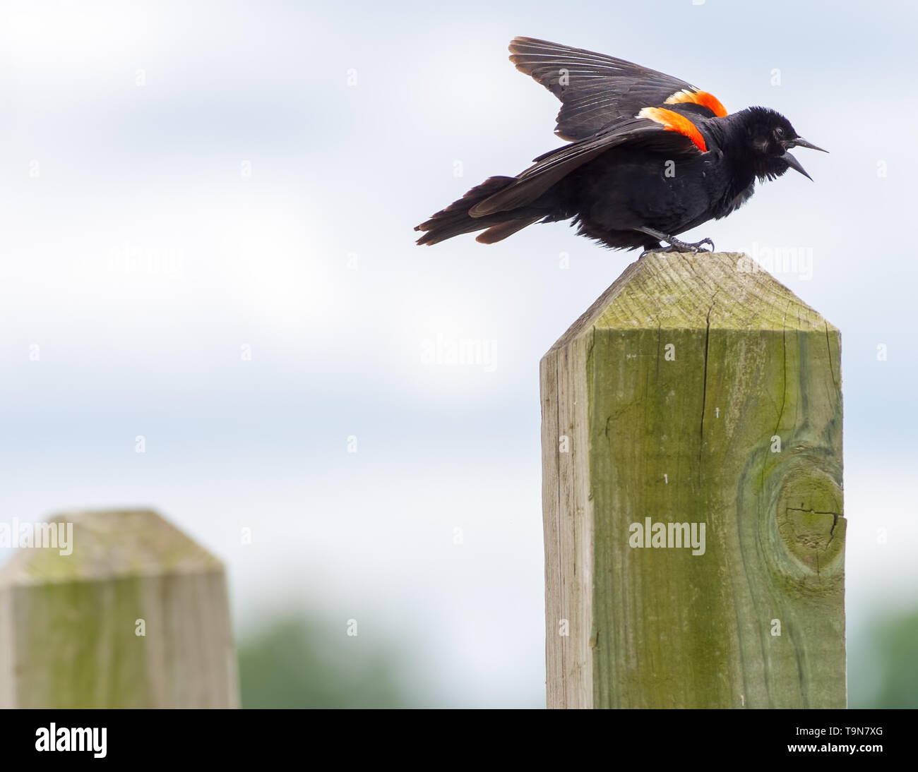 Rosso-winged blackbird chiamando fuori da un palo di legno sul fiume Minnesota nel Minnesota Valley National Wildlife Refuge Foto Stock