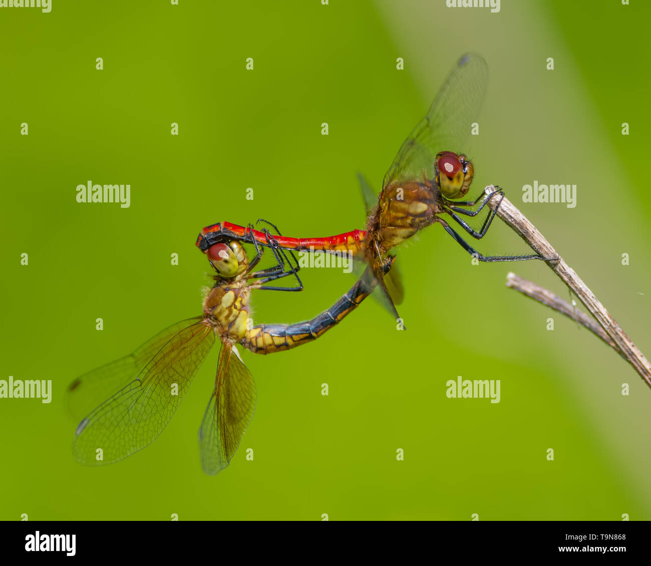 Coppia di libellule arroccato e allevamento su un ramoscello presi nei pressi di cascate Minnehaha a Minneapolis, Minnesota Foto Stock