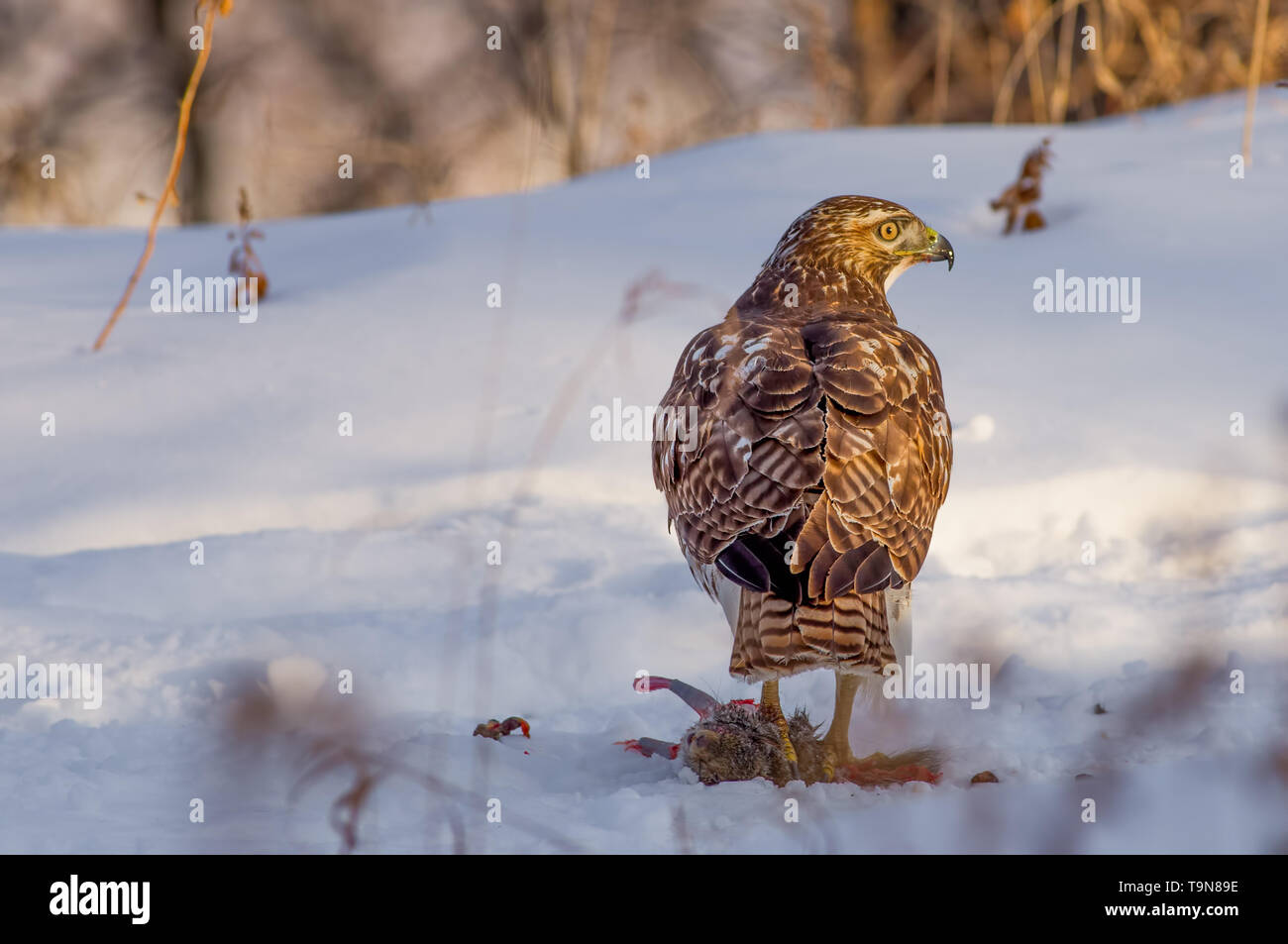 Red-tailed hawk mangiare uno scoiattolo su un inverno nevoso giorno vicino al fiume Mississippi in Minneapolis Minnesota Foto Stock