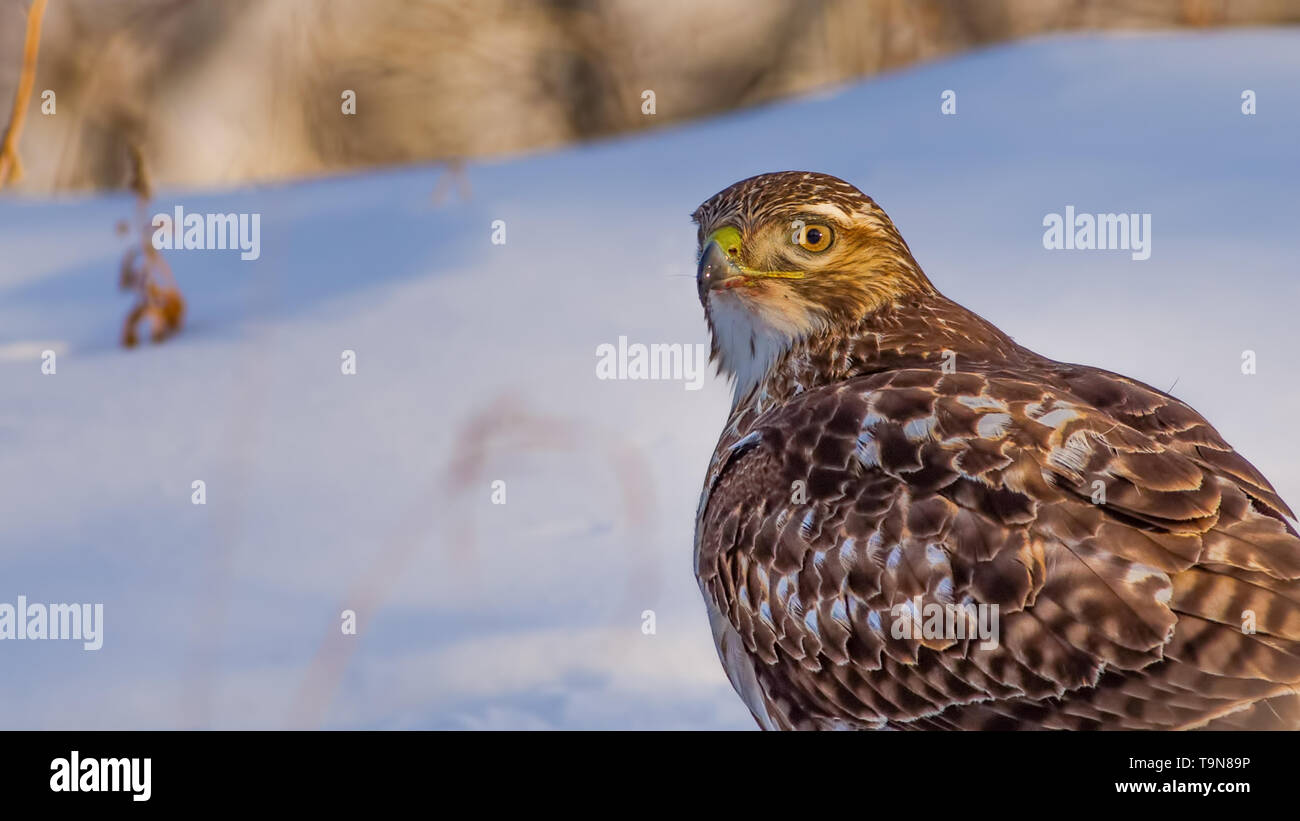 Red-tailed hawk ritratto su un inverno nevoso giorno vicino al fiume Mississippi in Minneapolis Minnesota Foto Stock