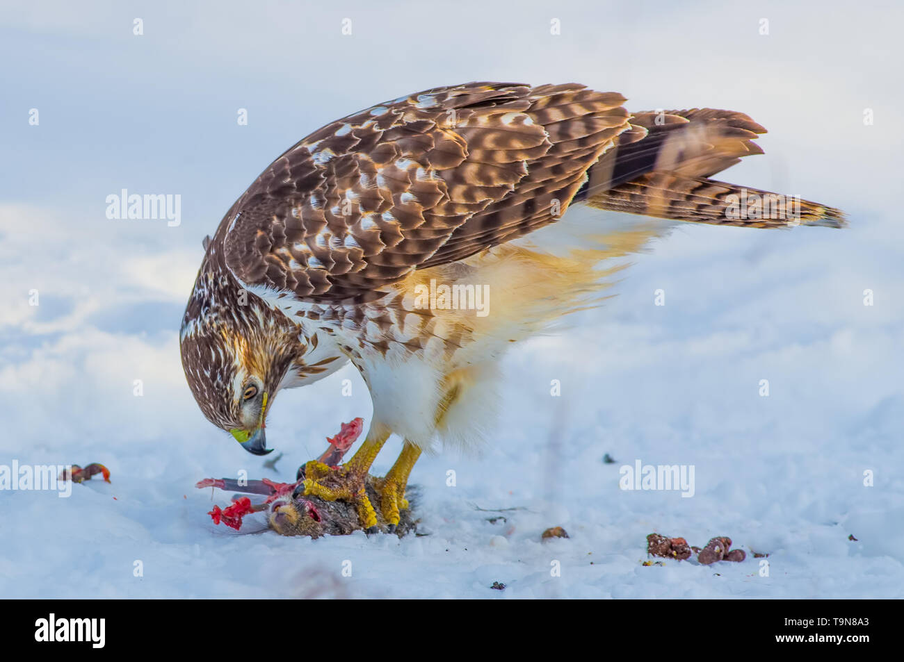 Red-tailed hawk mangiare uno scoiattolo su un inverno nevoso giorno vicino al fiume Mississippi in Minneapolis Minnesota Foto Stock